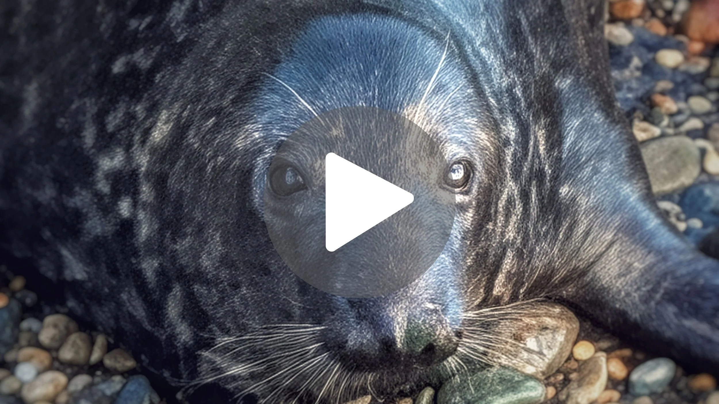 Hidden Seal Beach &amp; The 3 Lighthouses of Wicklow