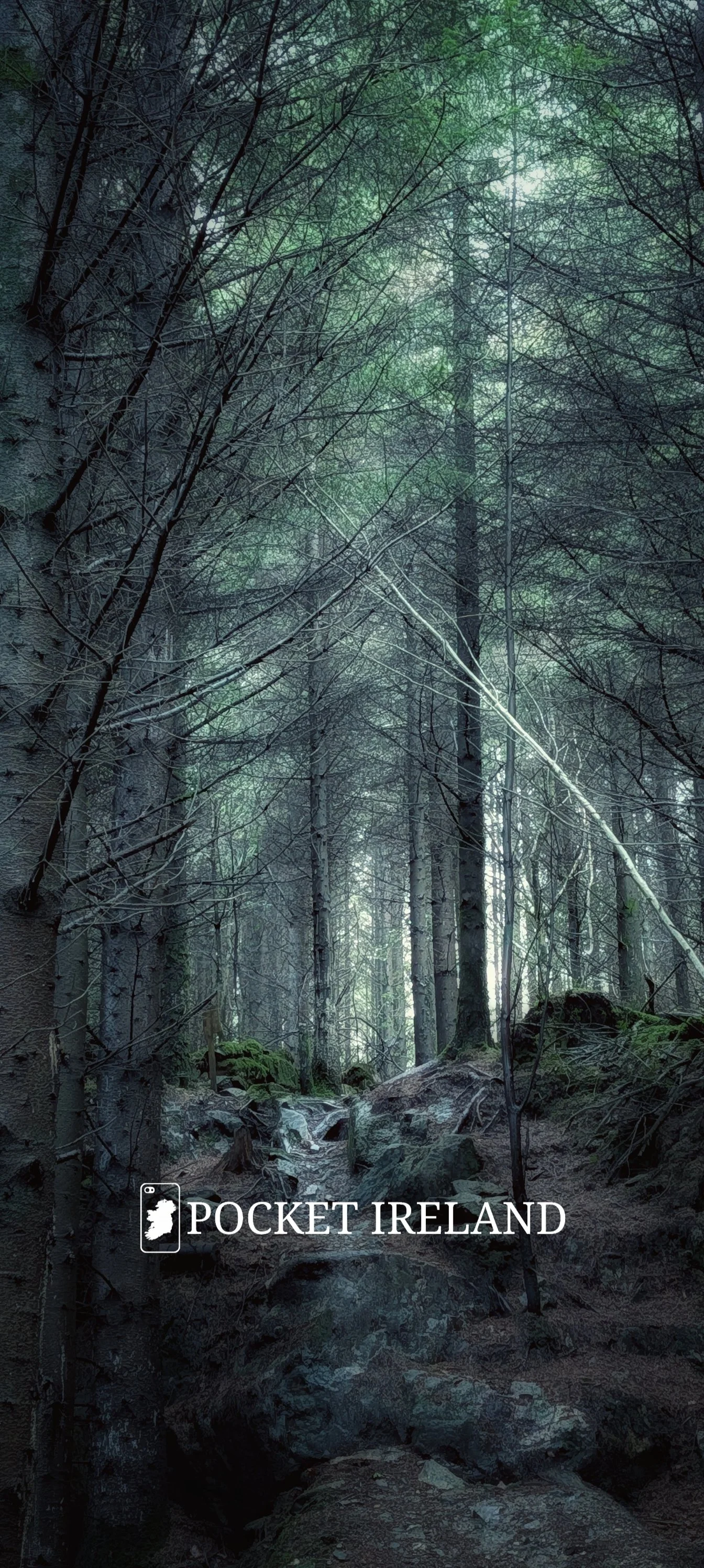 The Silent Evening Woods