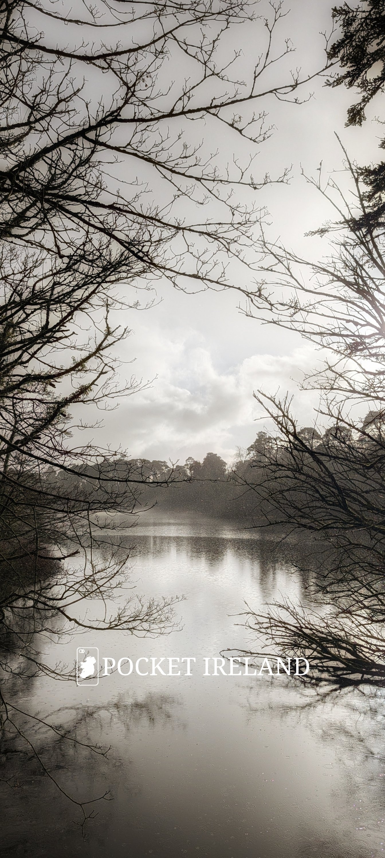 Silhouettes Against Silver