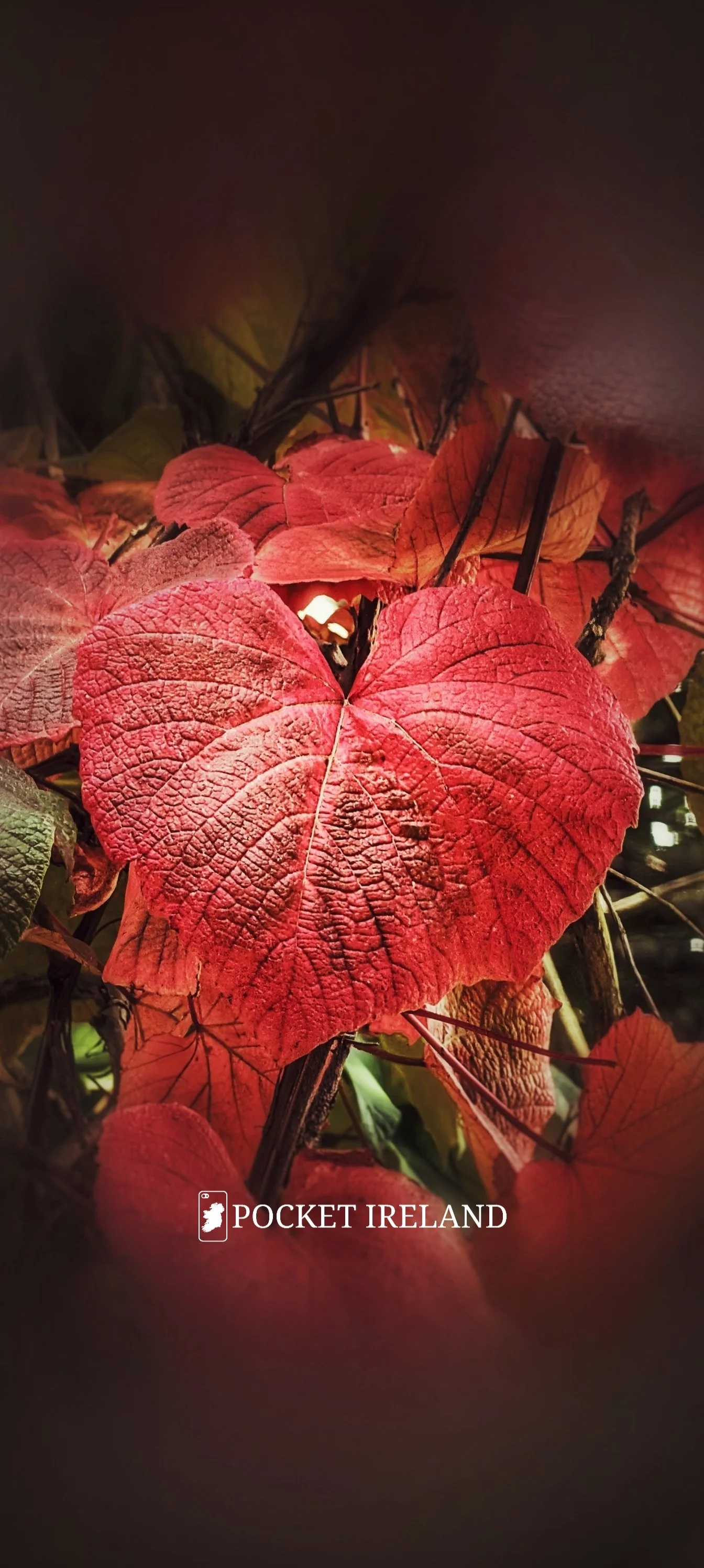 Autumn’s Heartbeat