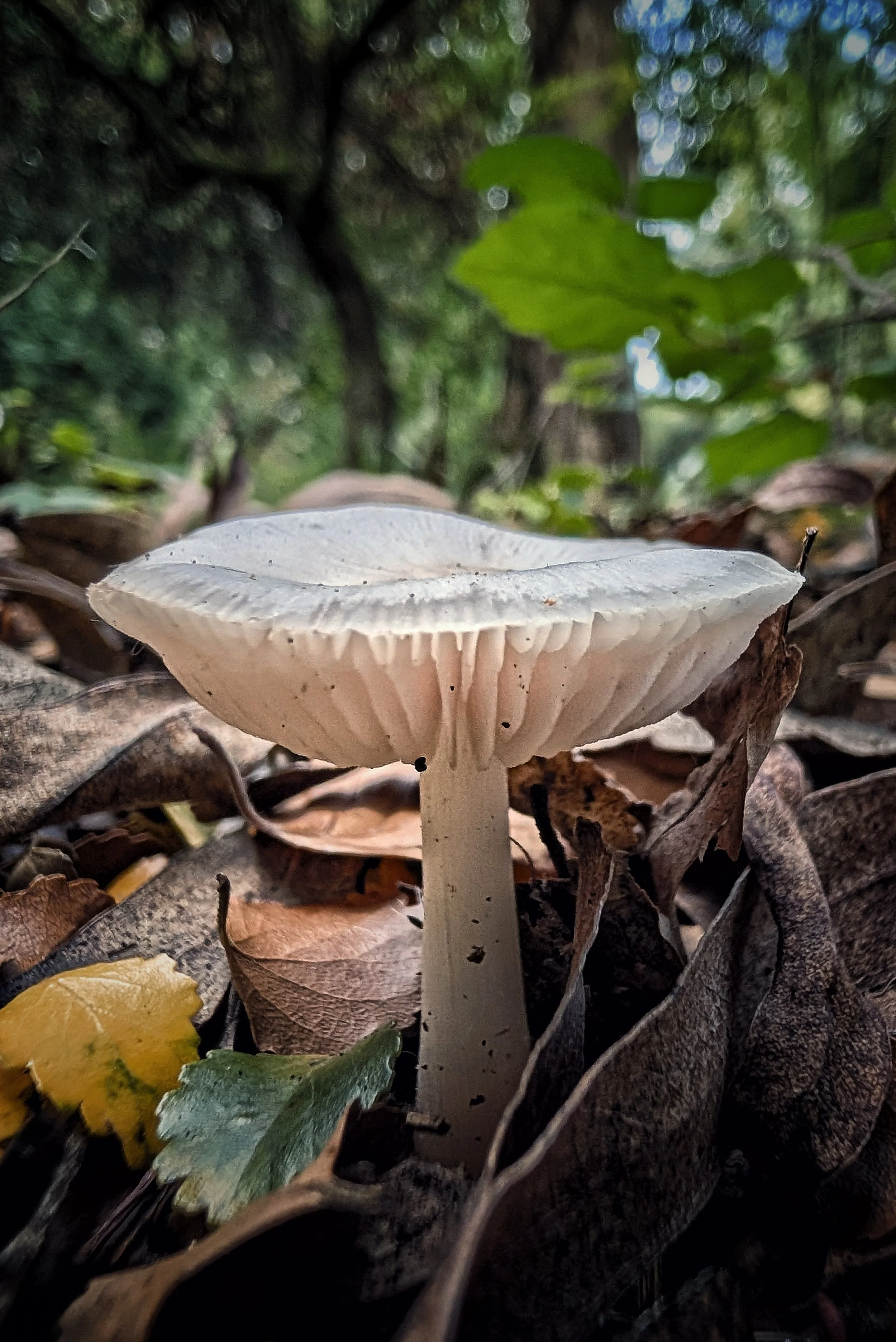 Treasure in the Leaves