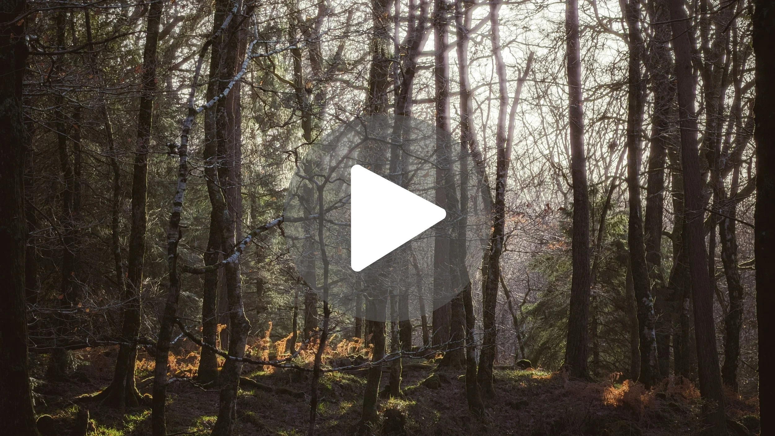 The Ultimate Wicklow Forest Bucket List (Top 10) 🌲✅