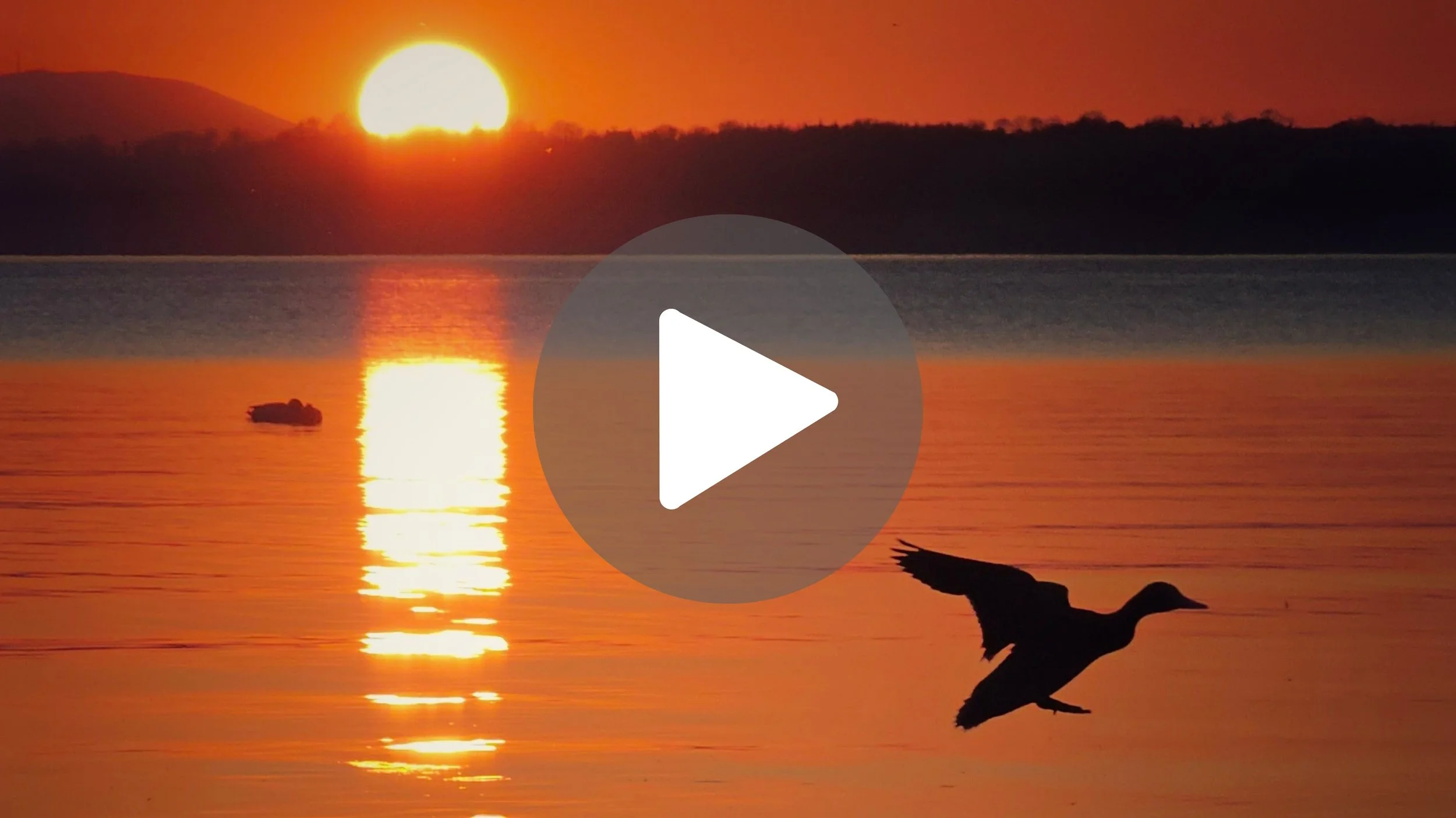 They don't believe these are real... 🇮🇪 🤯