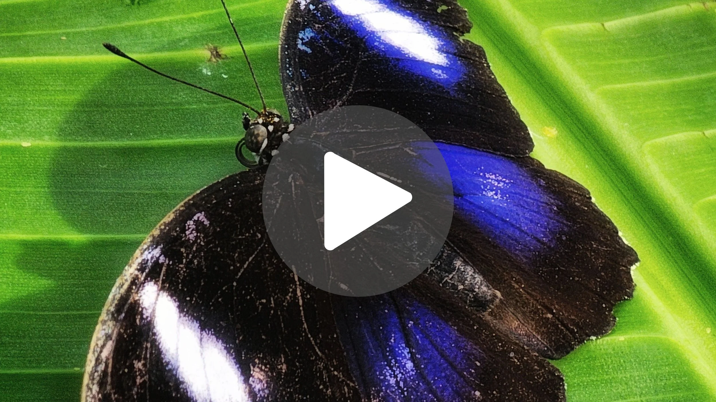 Easiest Wildlife Encounters in East of Ireland 🇮🇪🦌