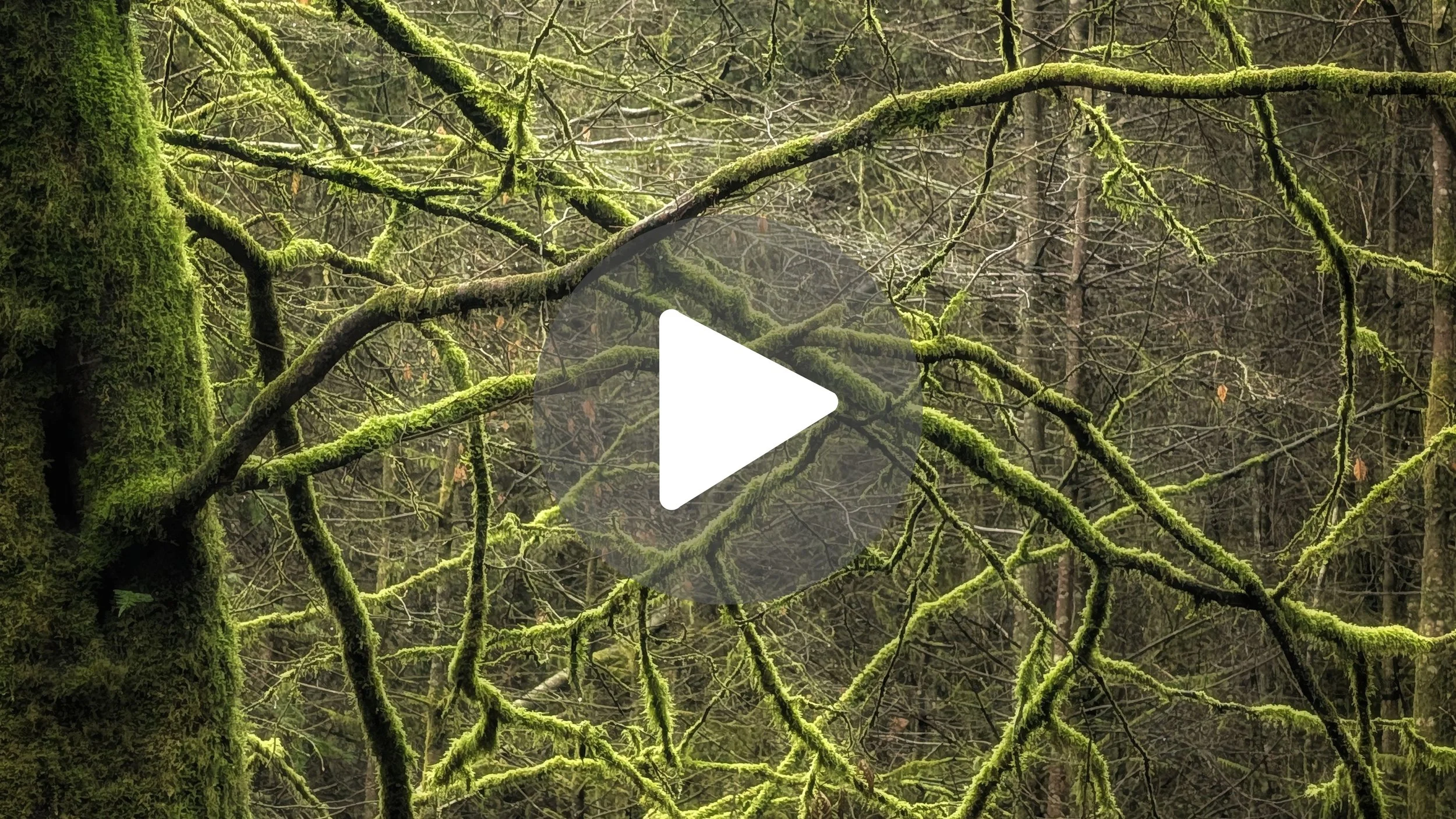 I Found Ireland’s Secret NEON GREEN Rainforest 🇮🇪