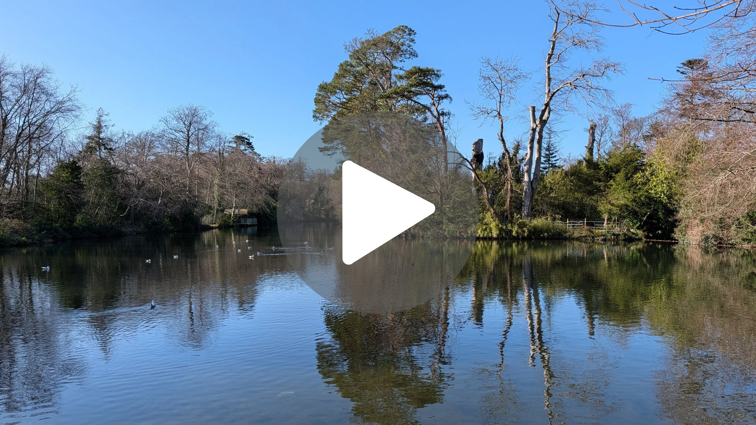 55 Seconds of Pure Calm: Marlay Park ASMR 🍃