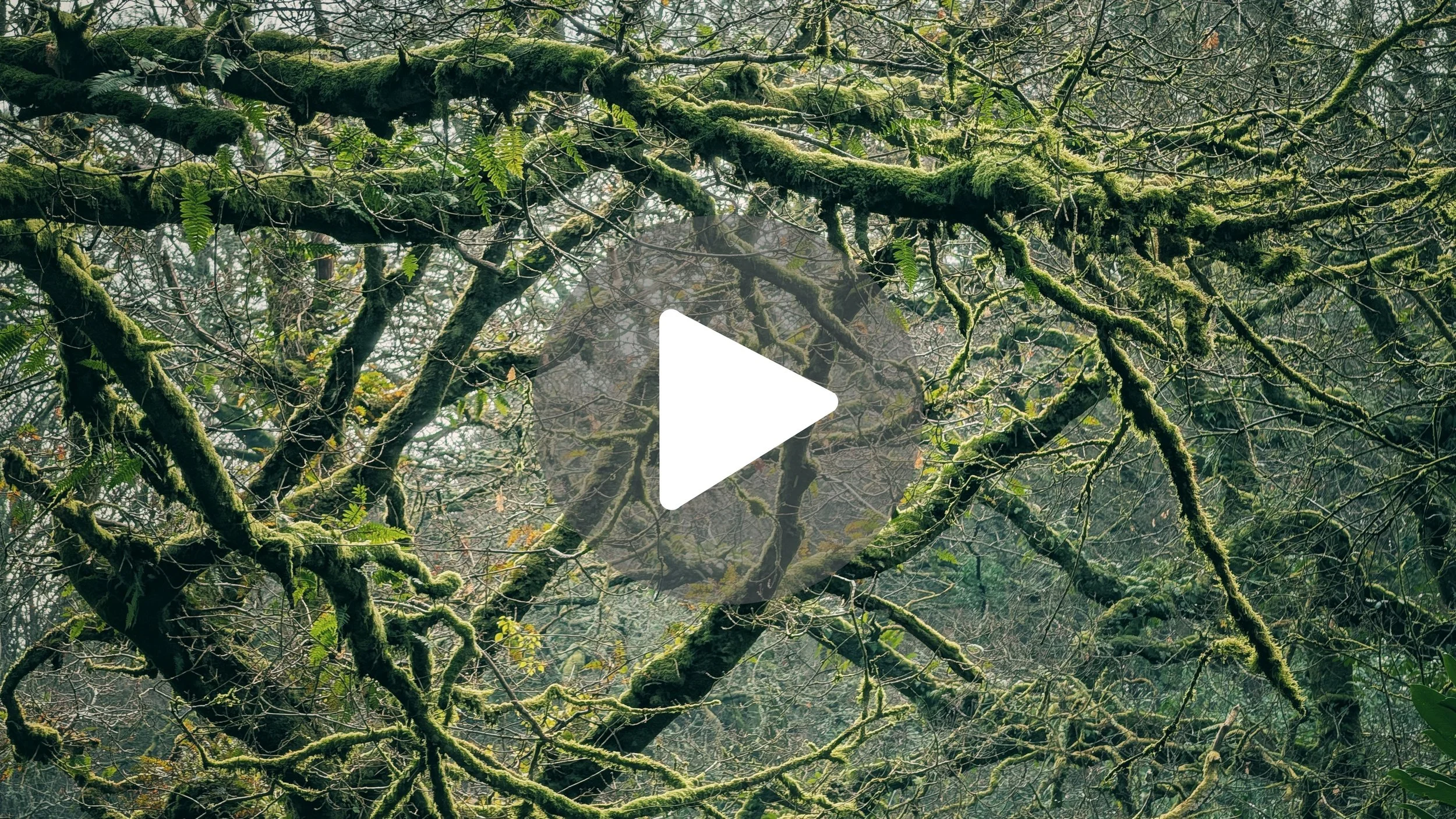 Stop going to Wexford's beaches (Go here instead!) 🌲