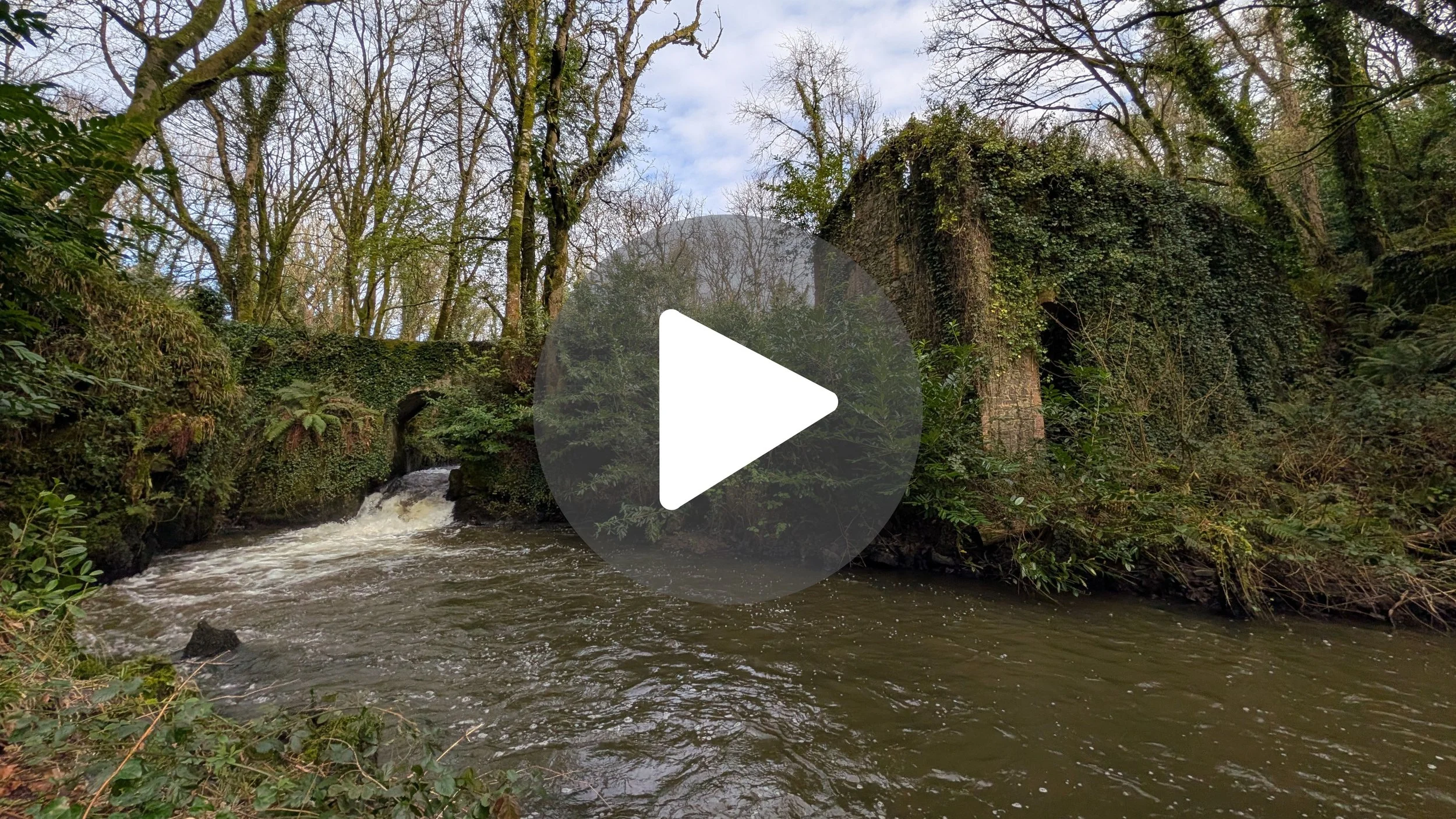 The Magic of Edenvale Woods ✨ Source of Wexford's Water