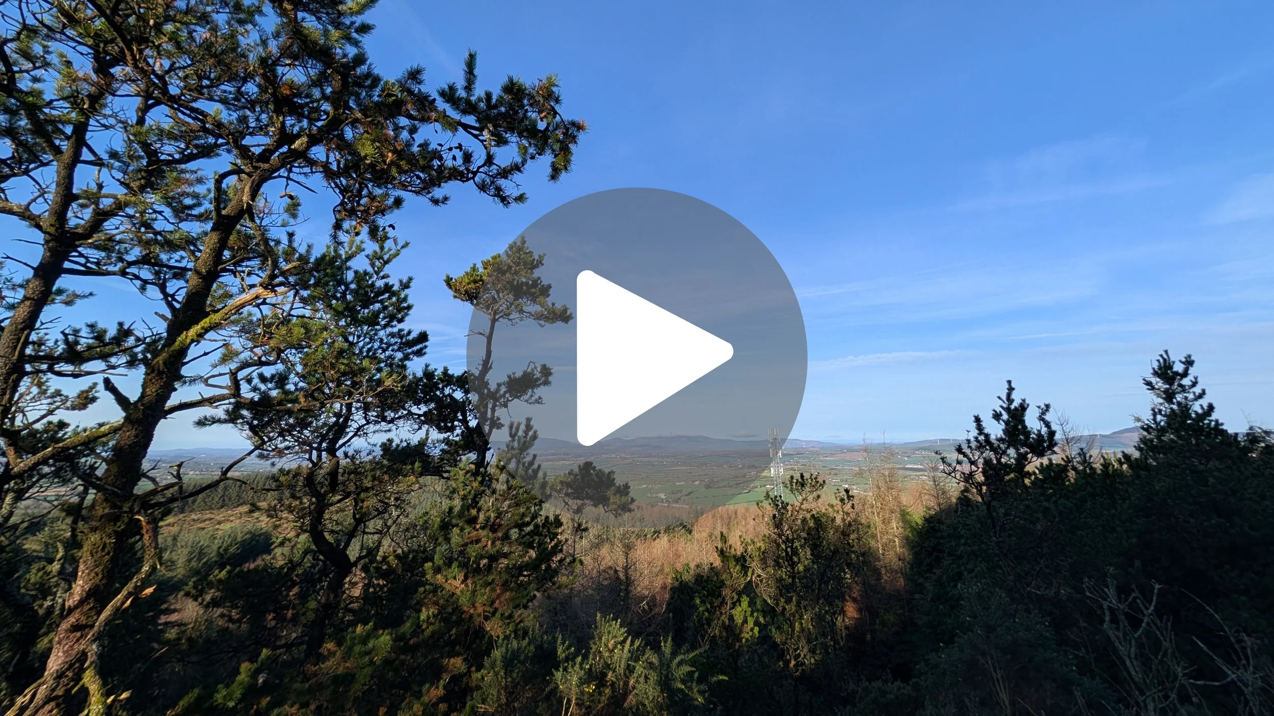 POV: A Morning Woodland Hug 🌲 (Relaxing Nature Walk)