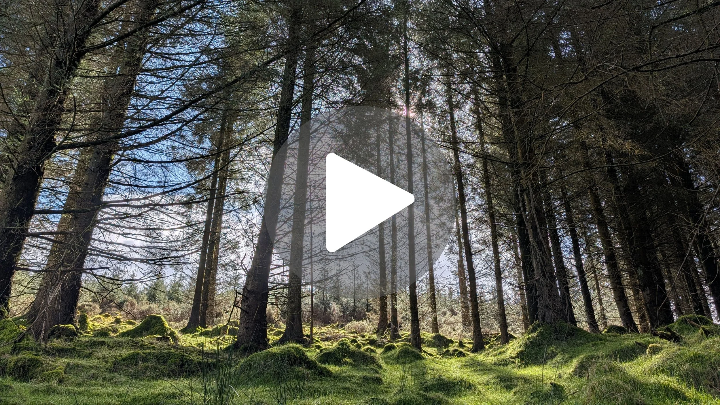 Hidden Gem in Dublin: Ballinascorney Forest Walk 🌲