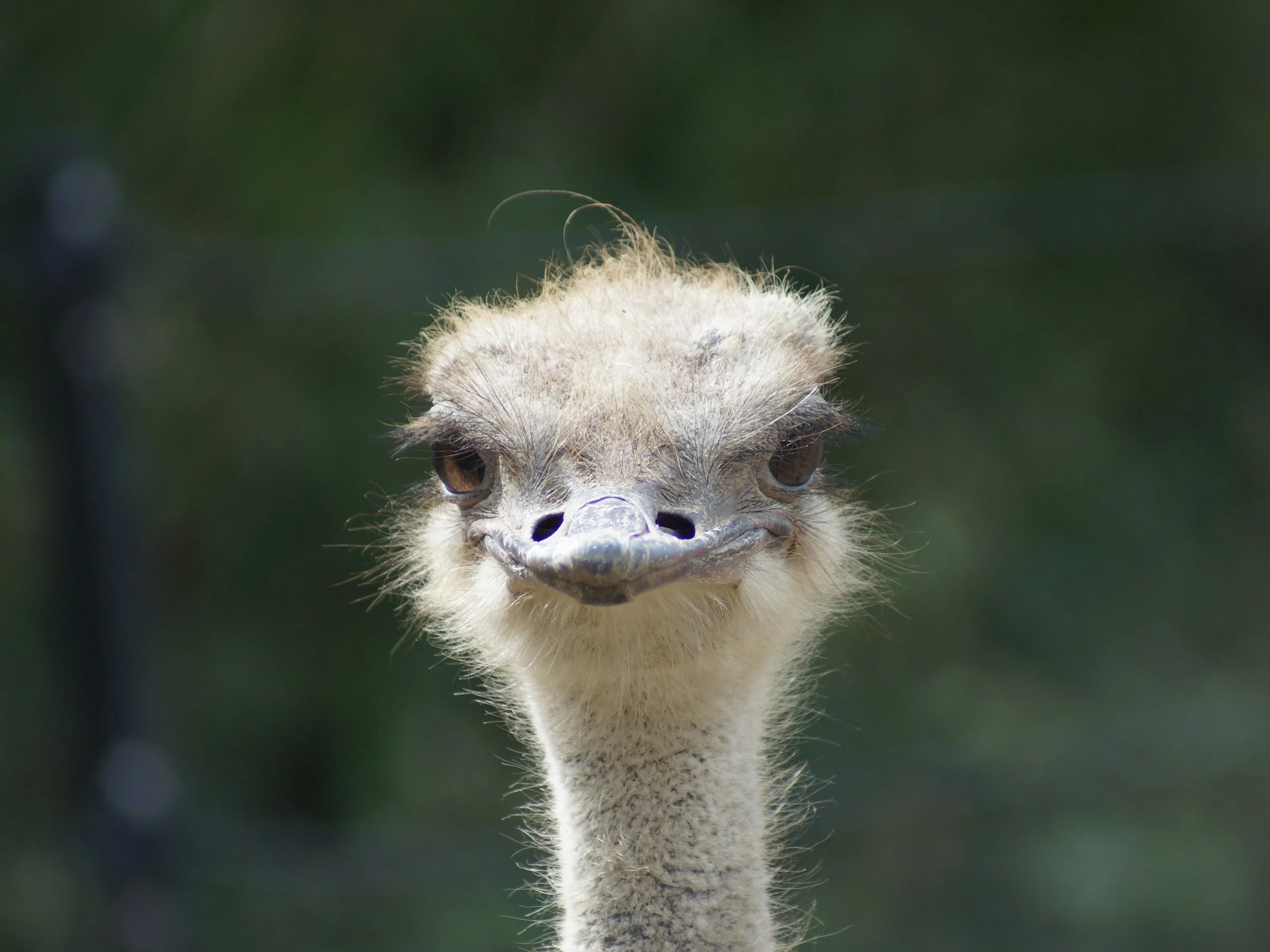 Dublin Zoo (116).JPG