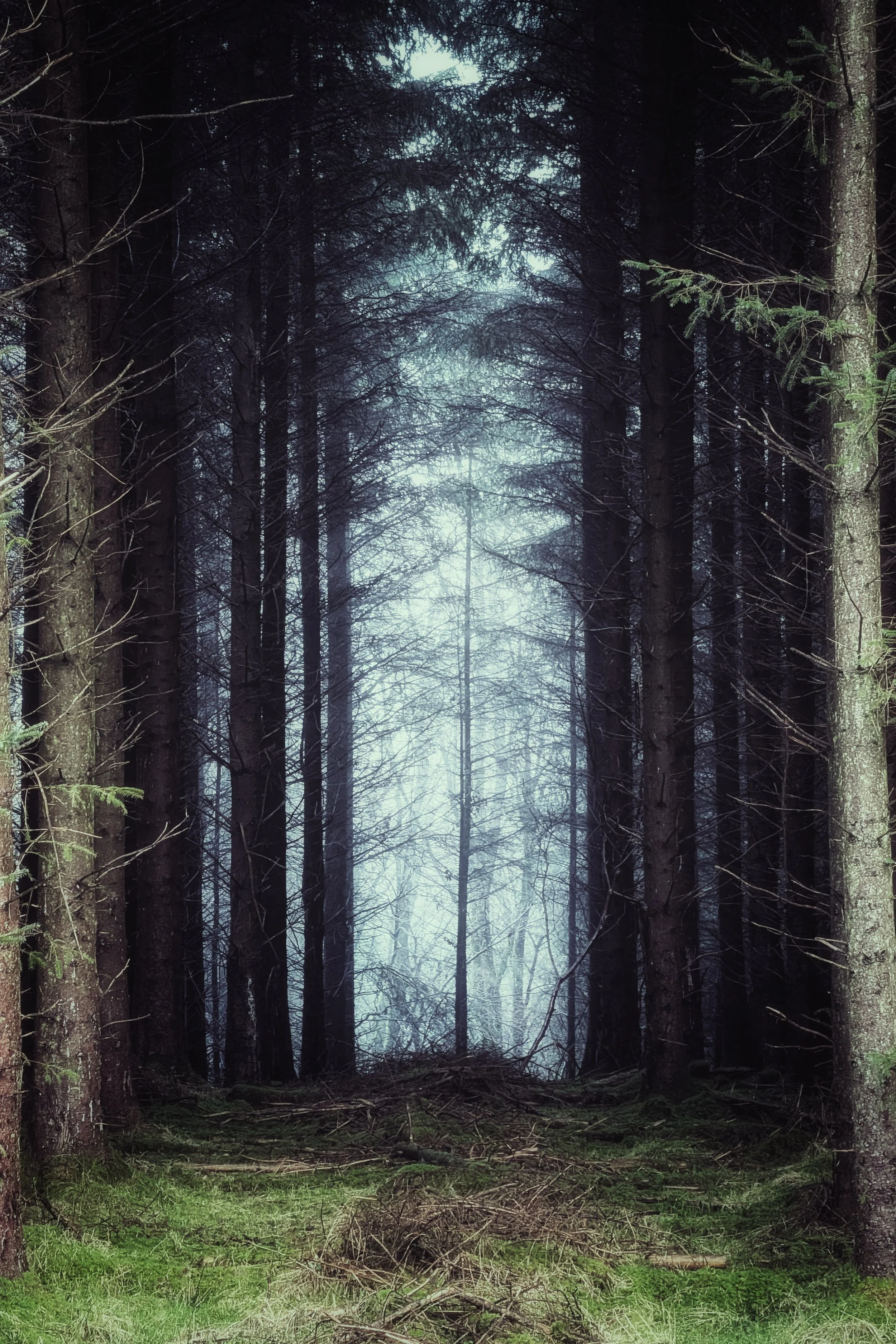 Mist and Mystery in Wicklow