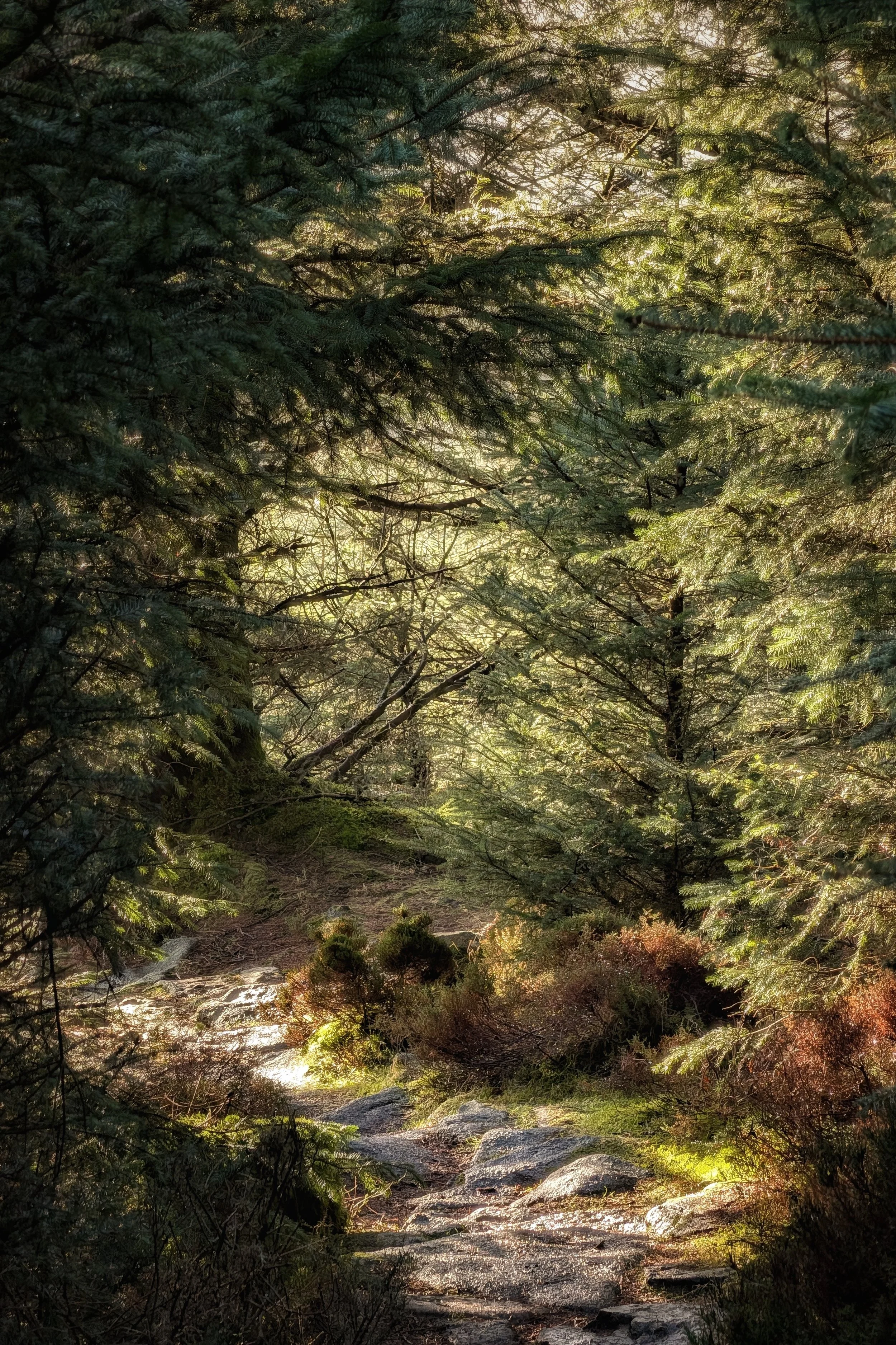 Sunlight on the Granite Path