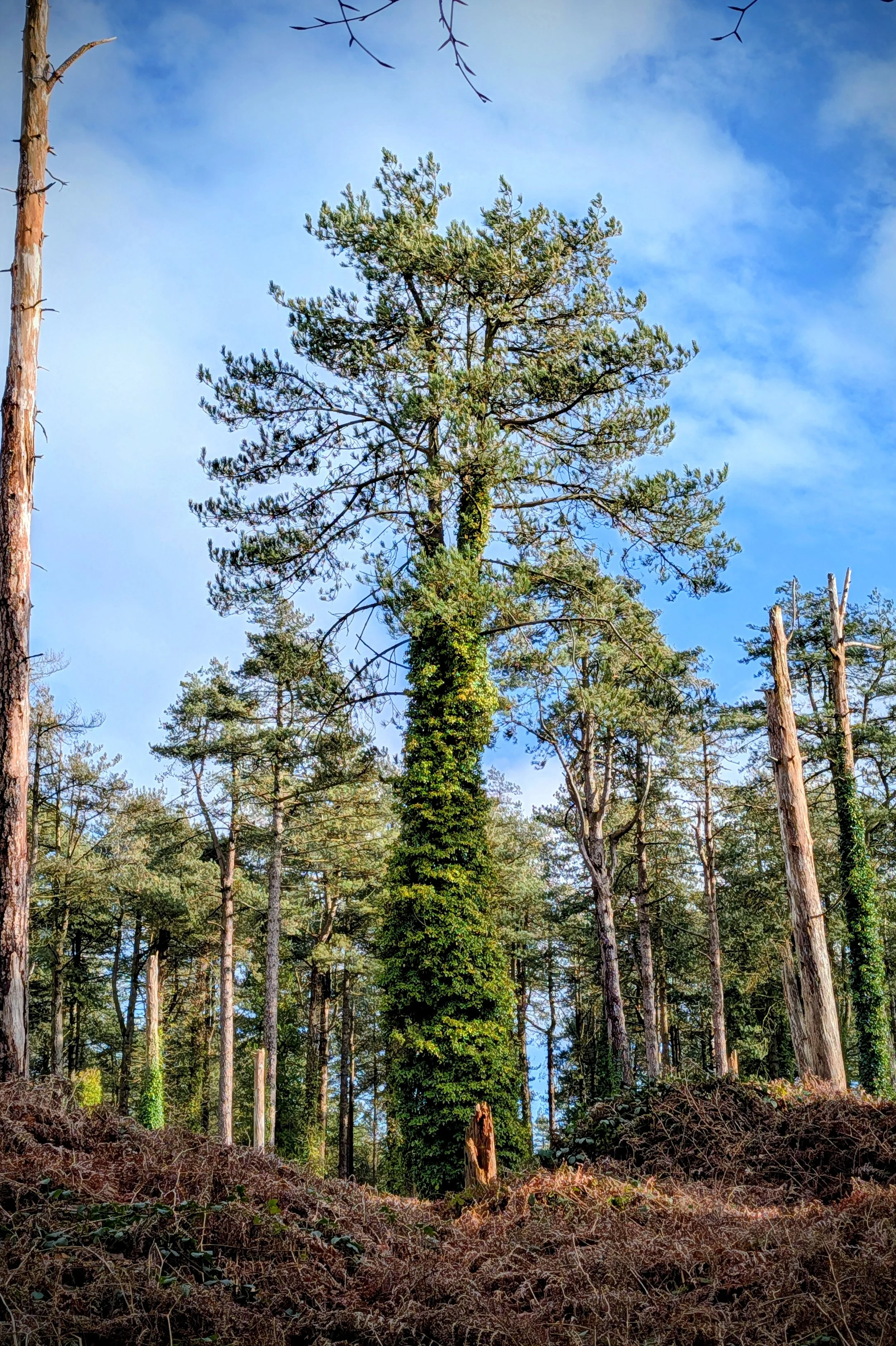 Ivy Climbs The Pine