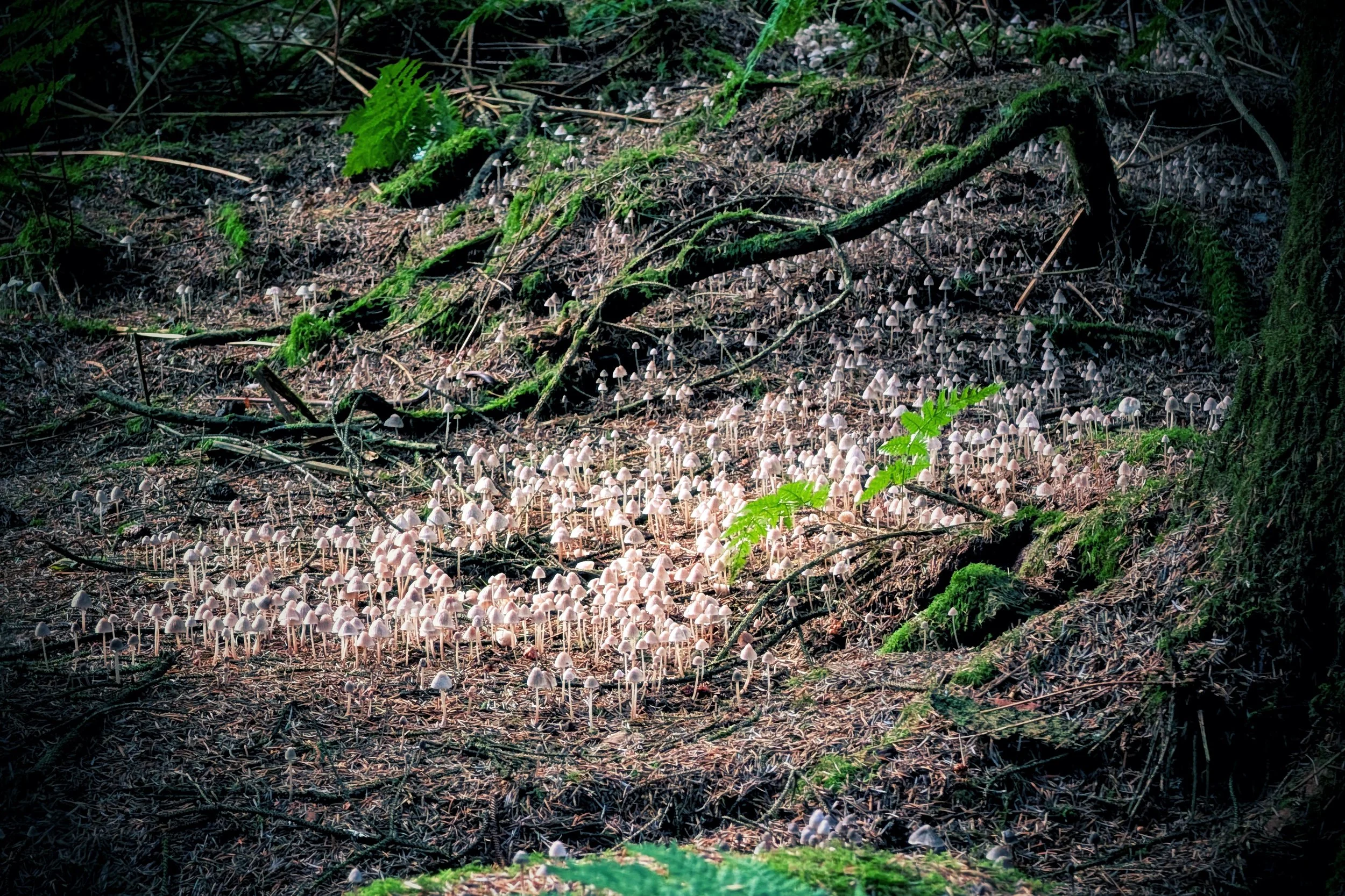 Forest within a Forest