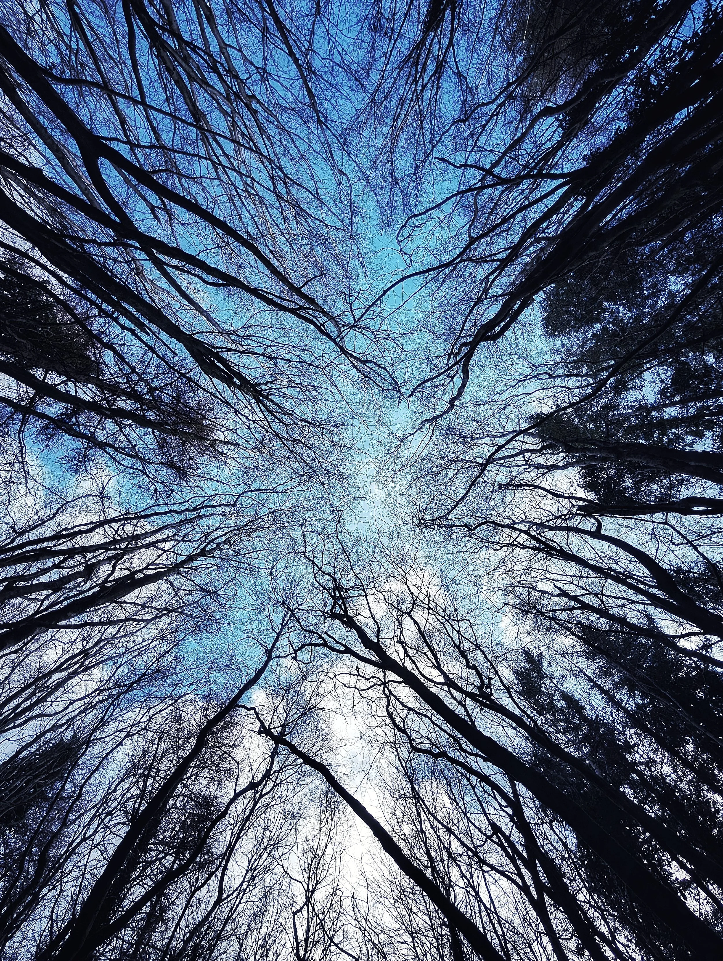 Bare Branches Against Blue Skies
