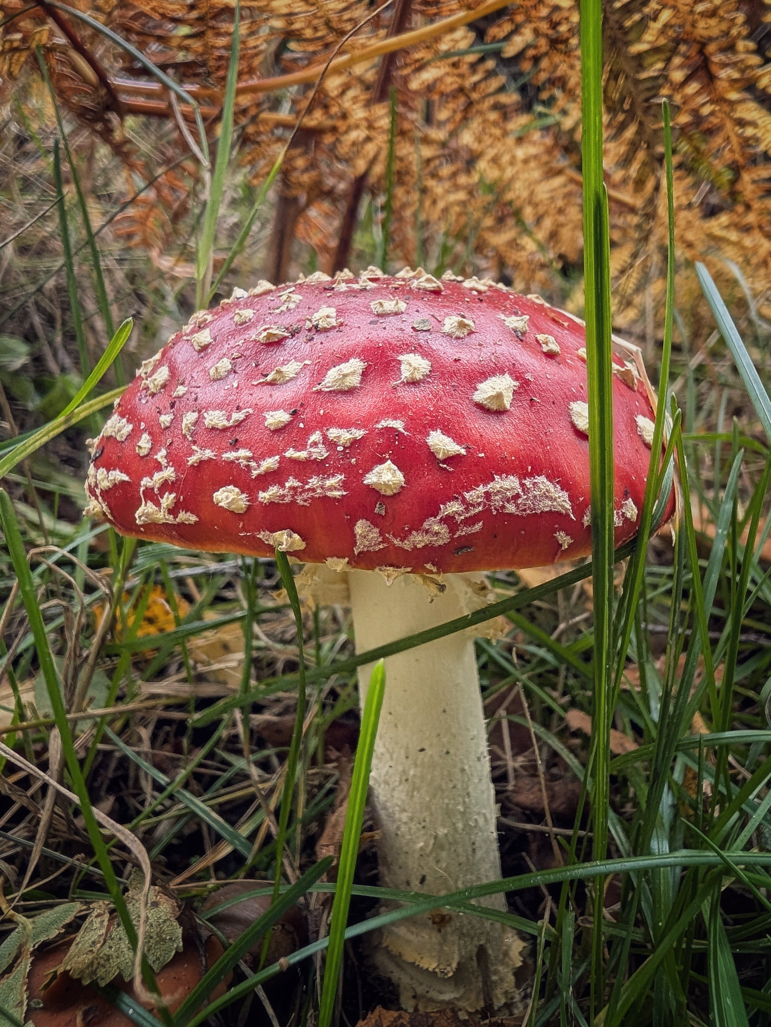 Fairytale Finds in County Wicklow