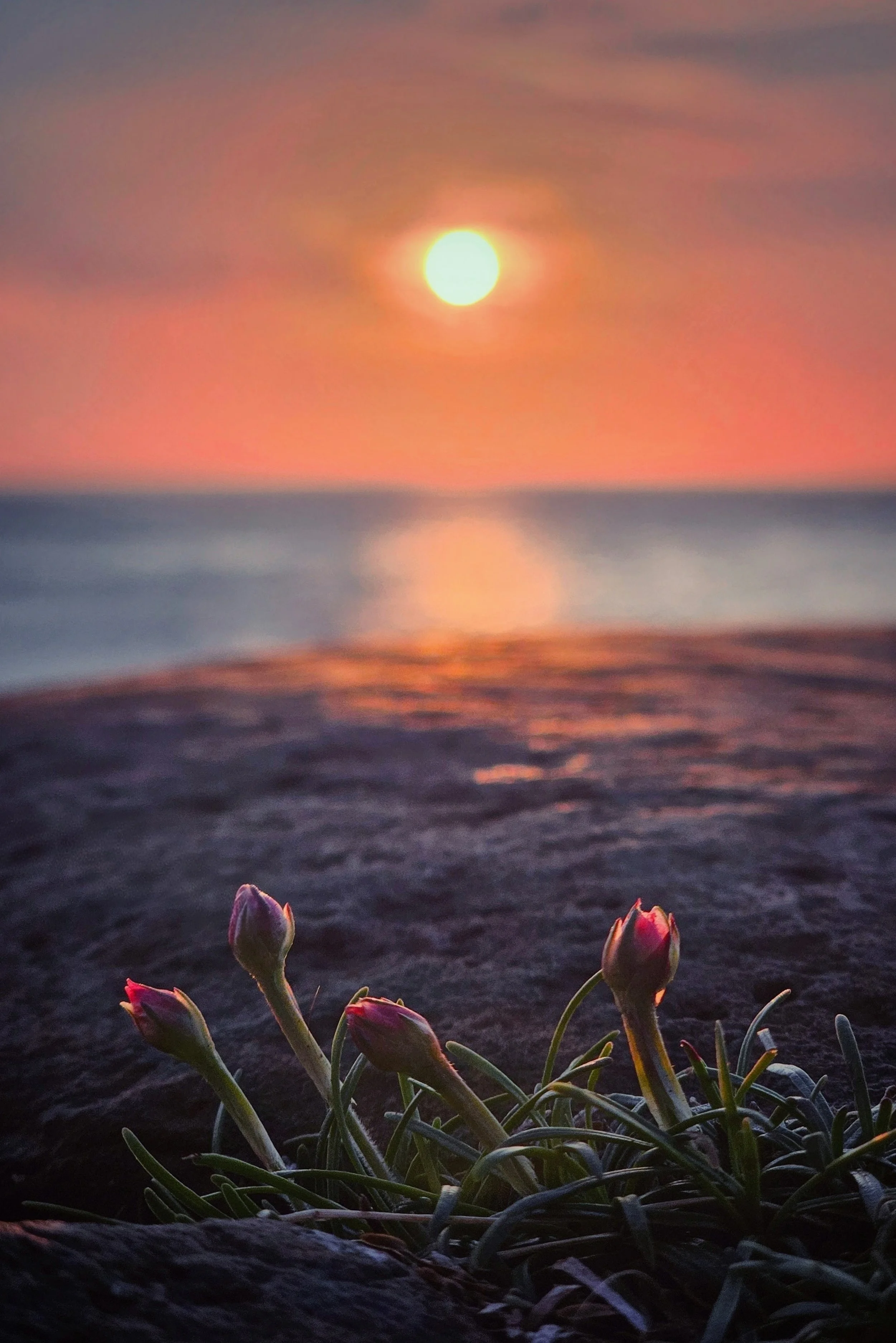 Sea Thrift Meets Sun