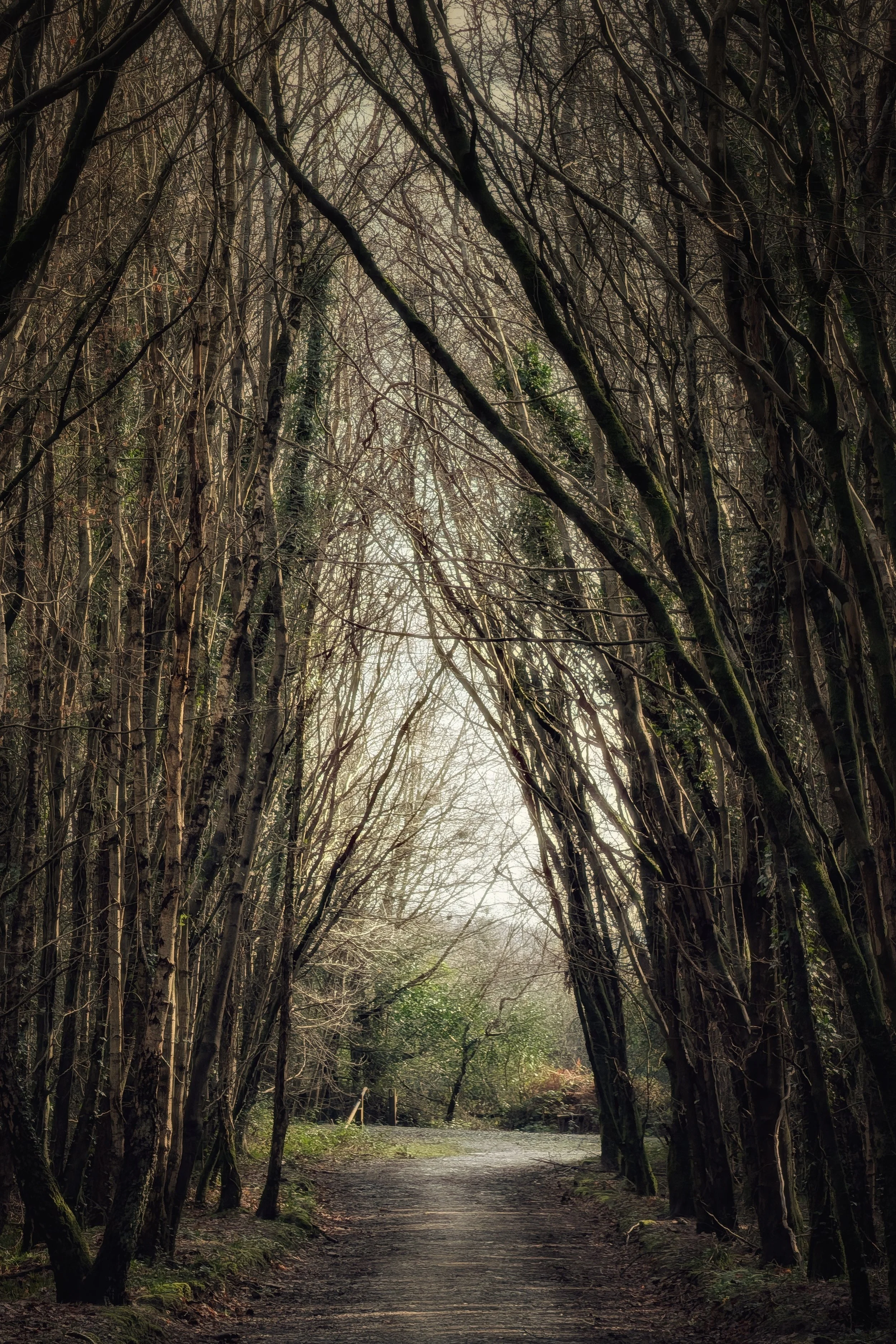 Camolin Wood, County Wexford