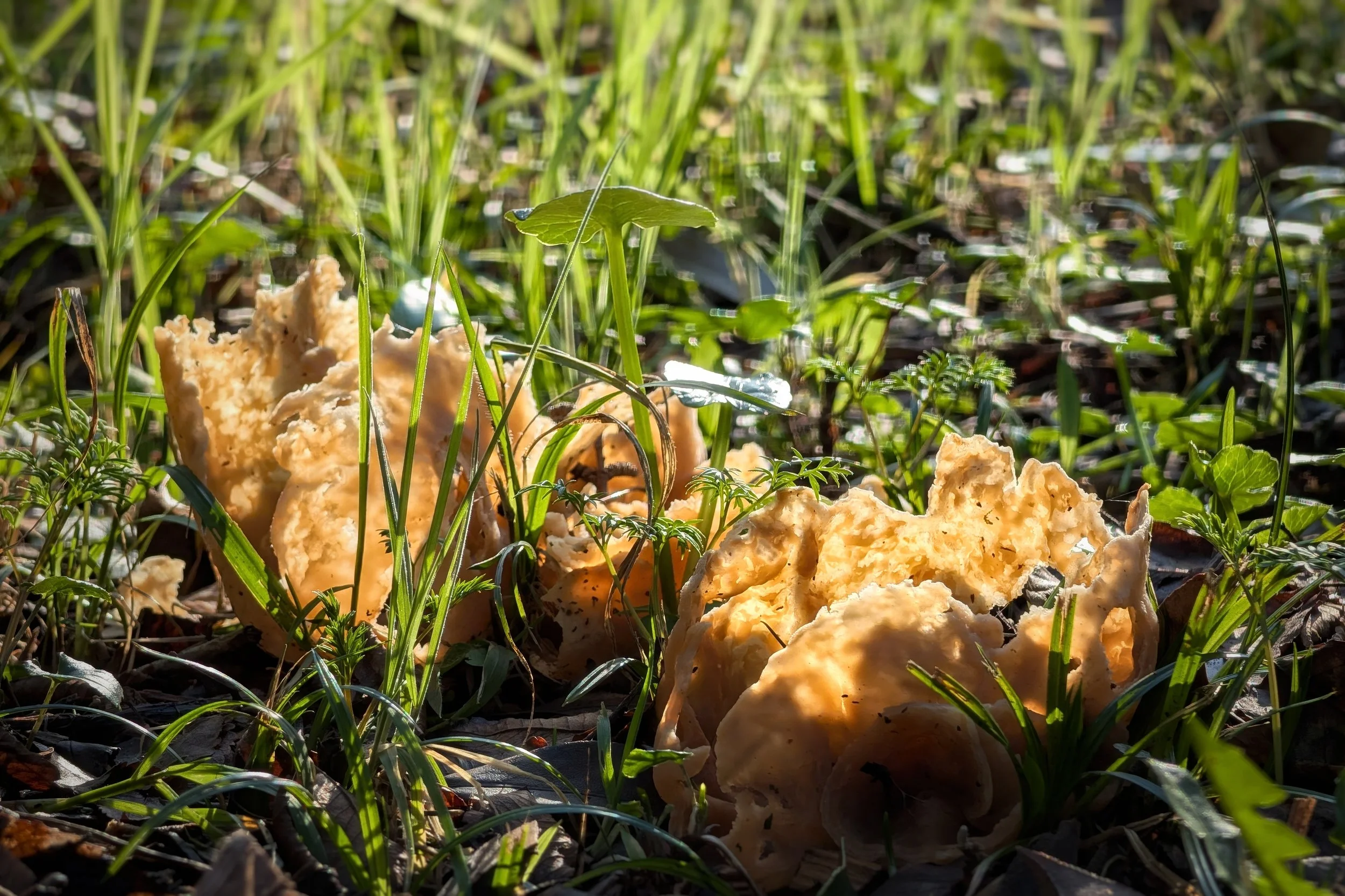Golden Cups in Green Grass