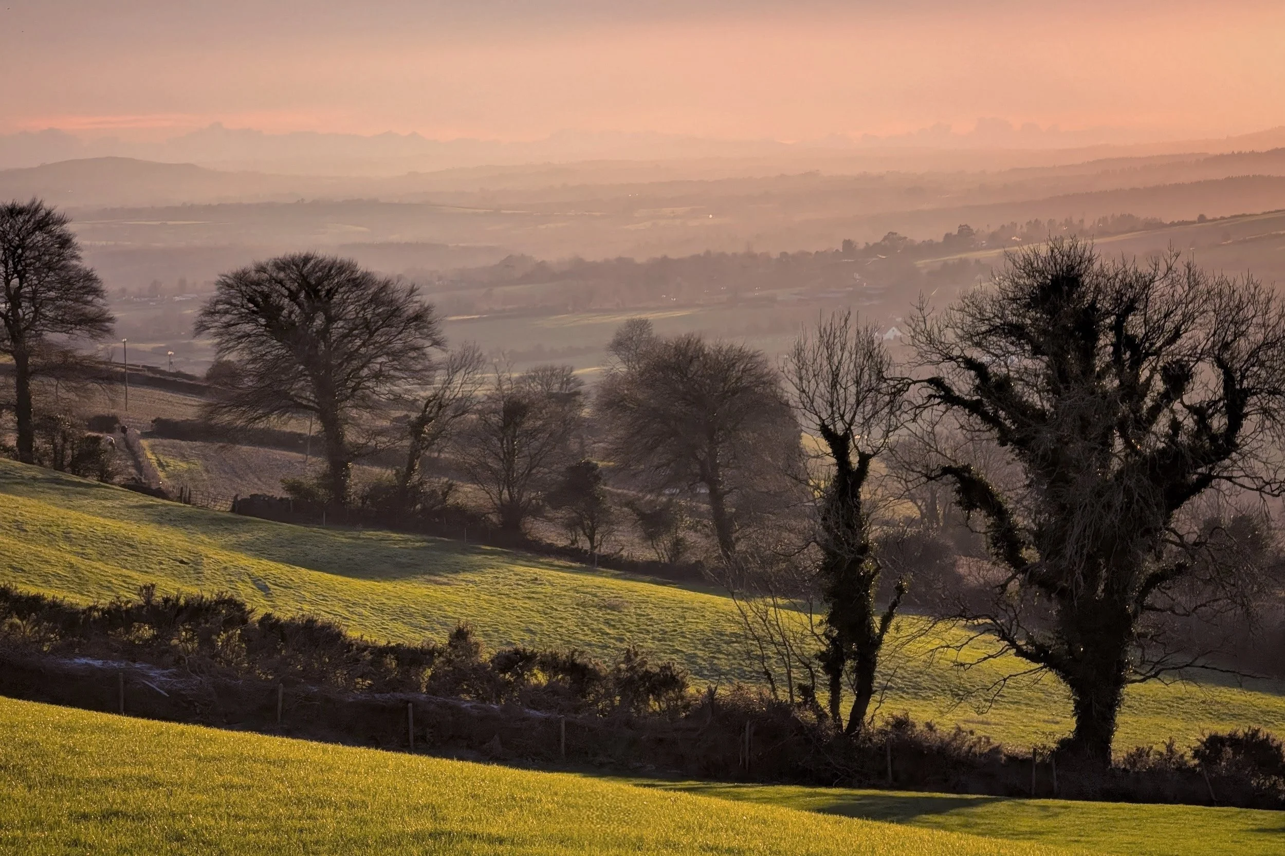 Golden Hour in the Garden of Ireland