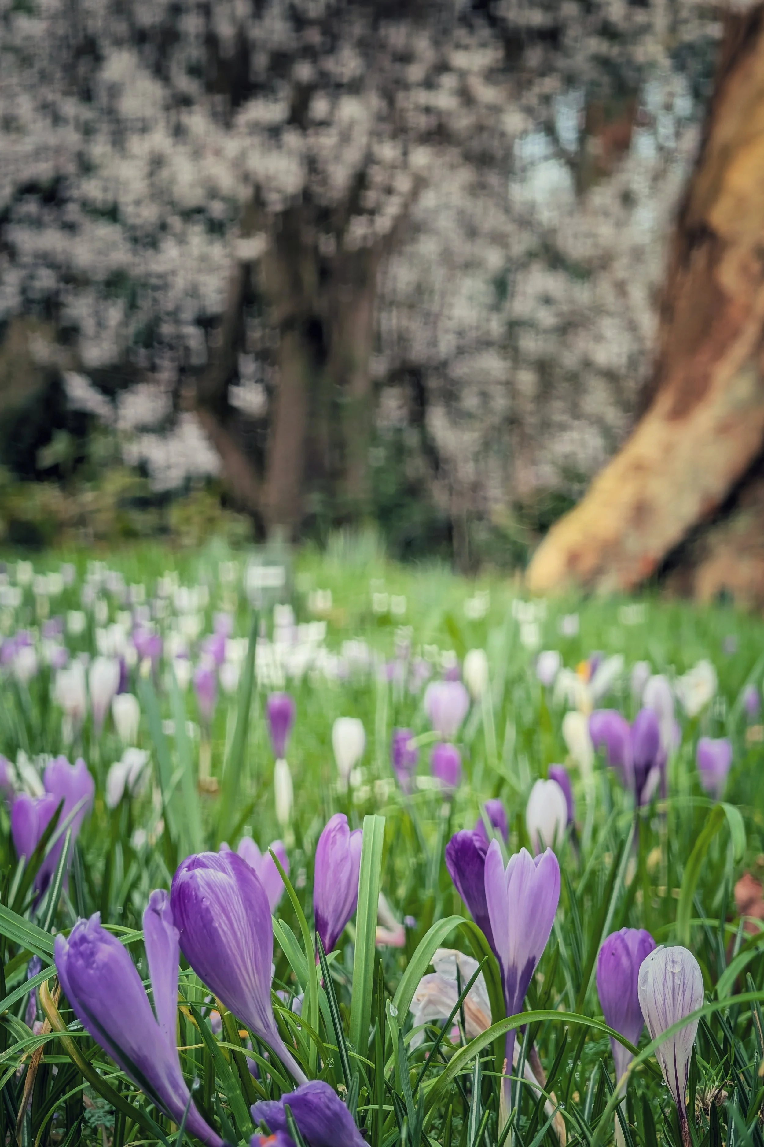 Quintessential Spring