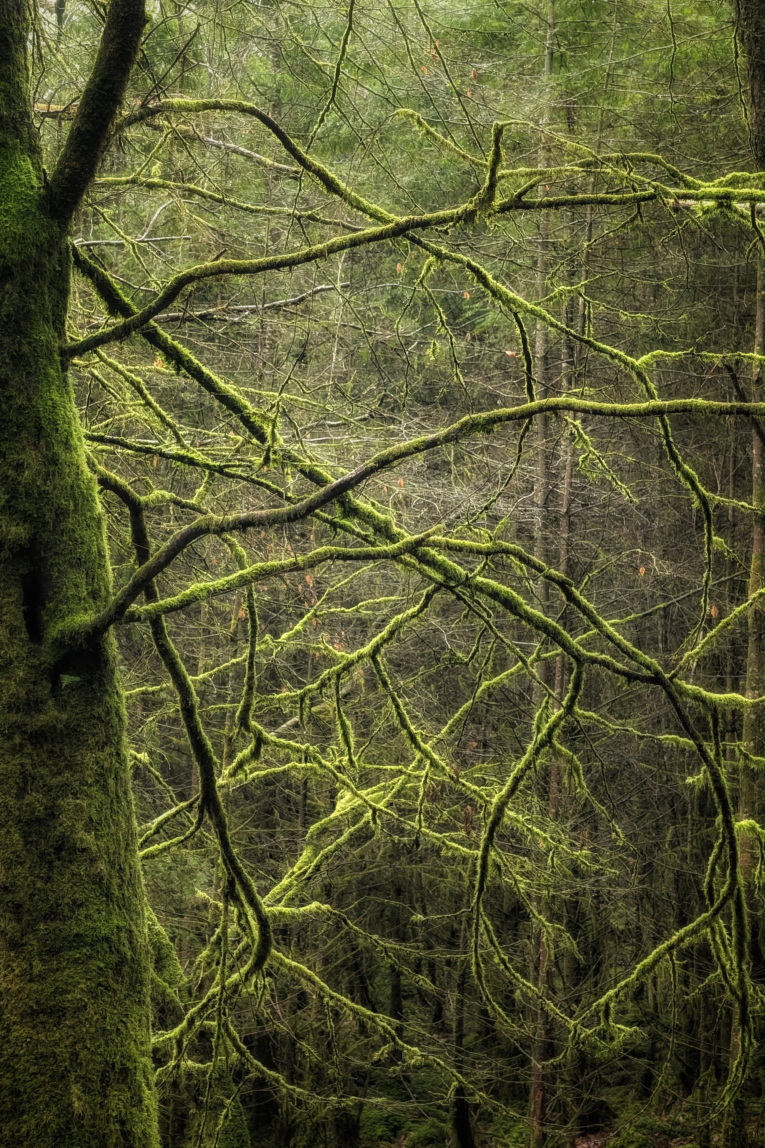 Neon Nature in the Ow Valley