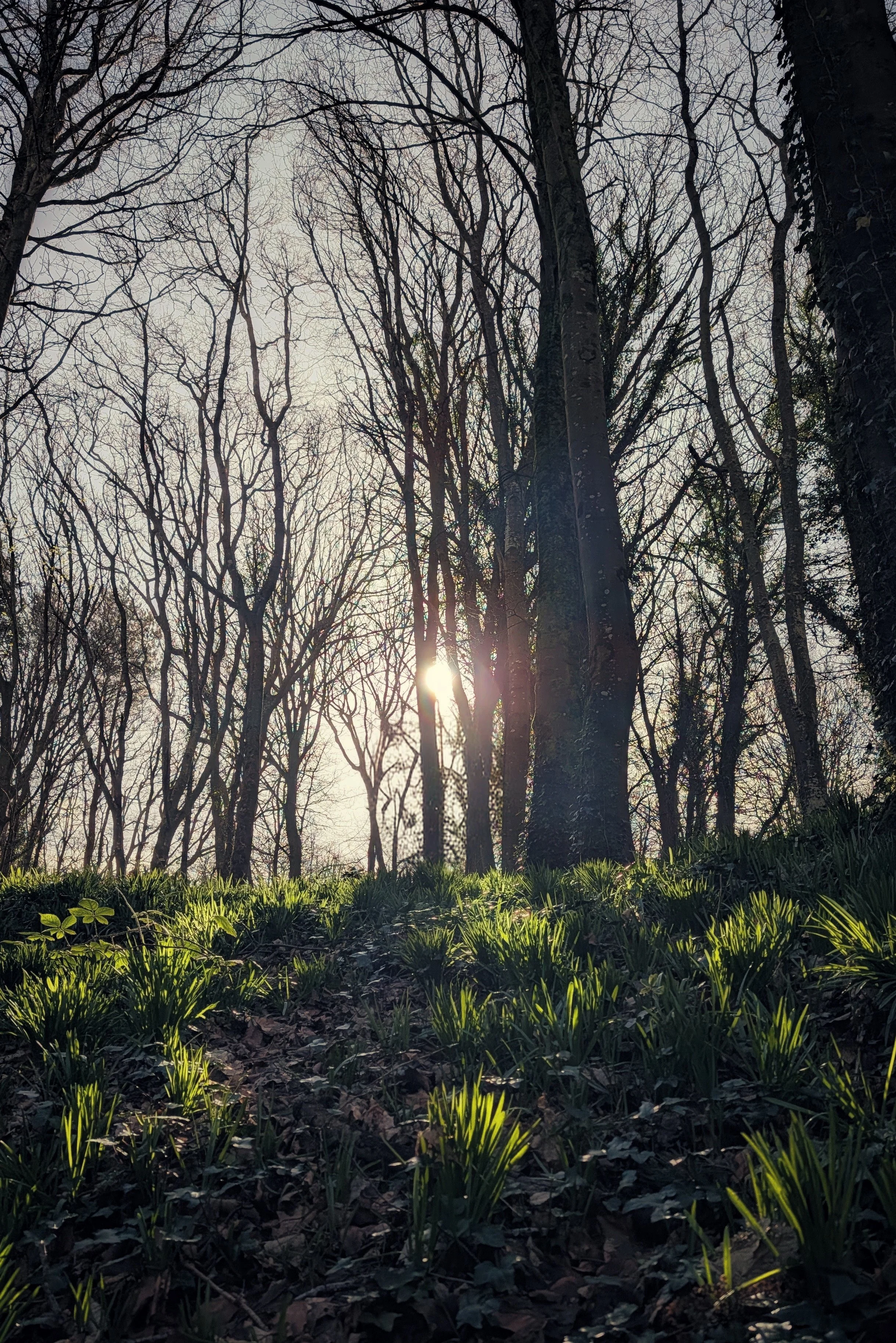 Glowing Green in Courtown Woods