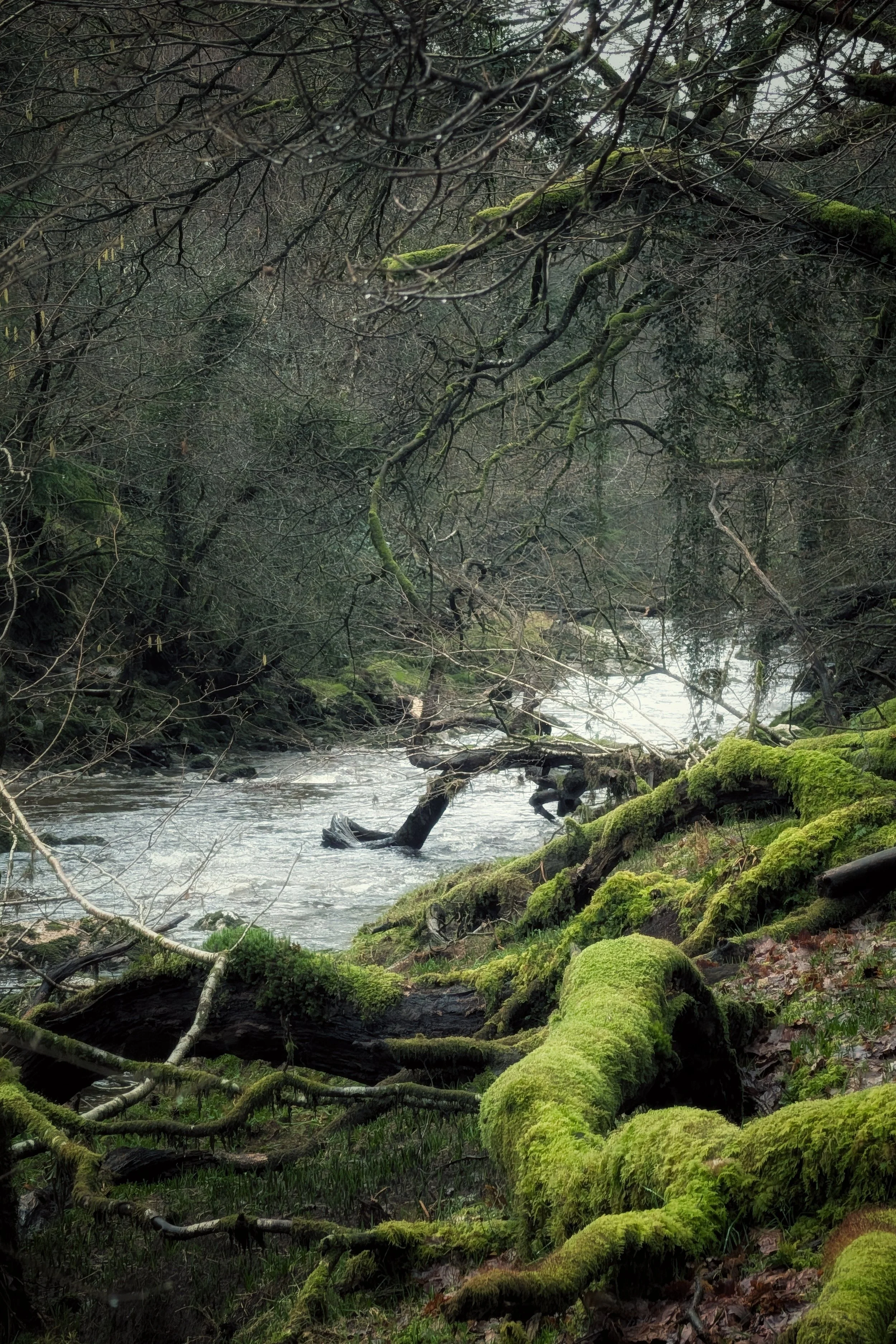 Mossy Magic on the Ow