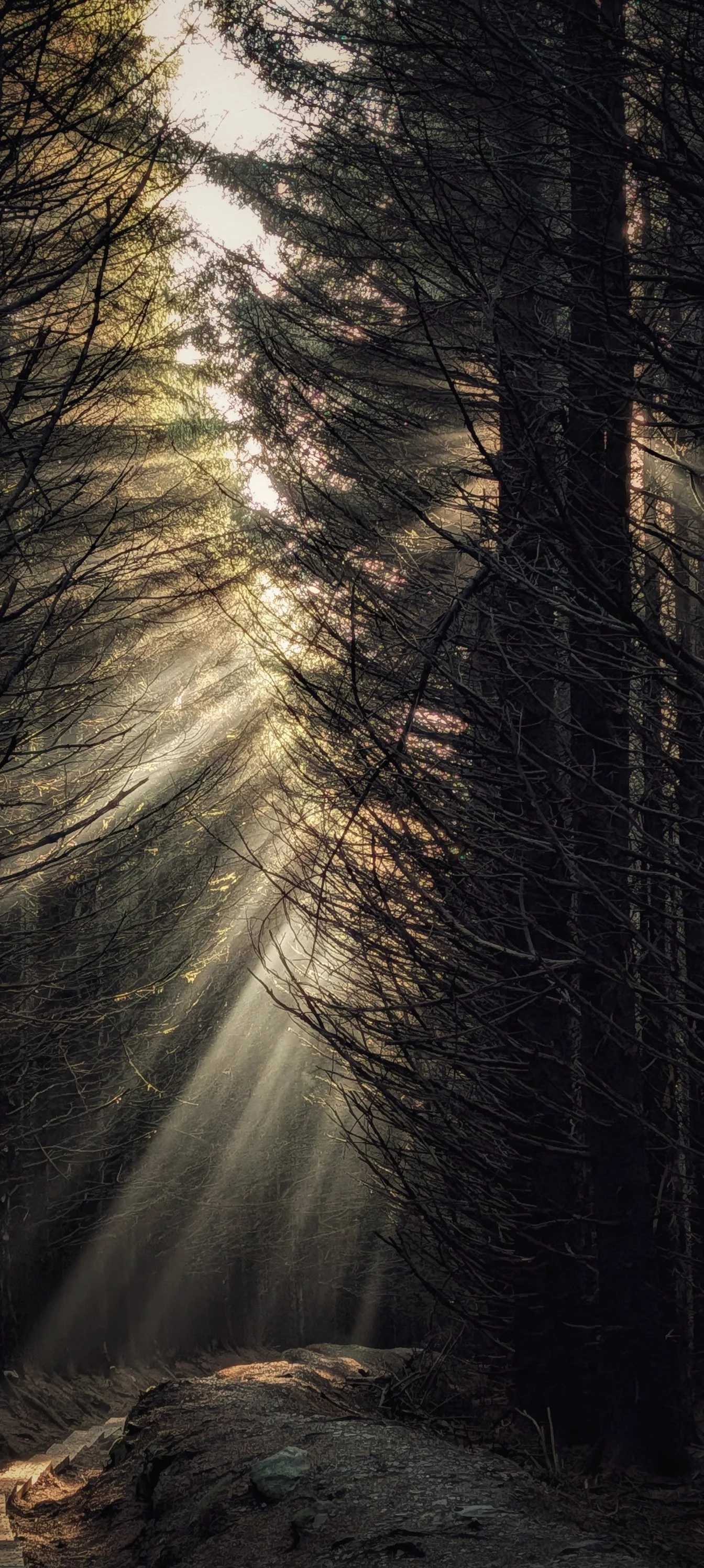 Phone Wallpaper Template.jpg