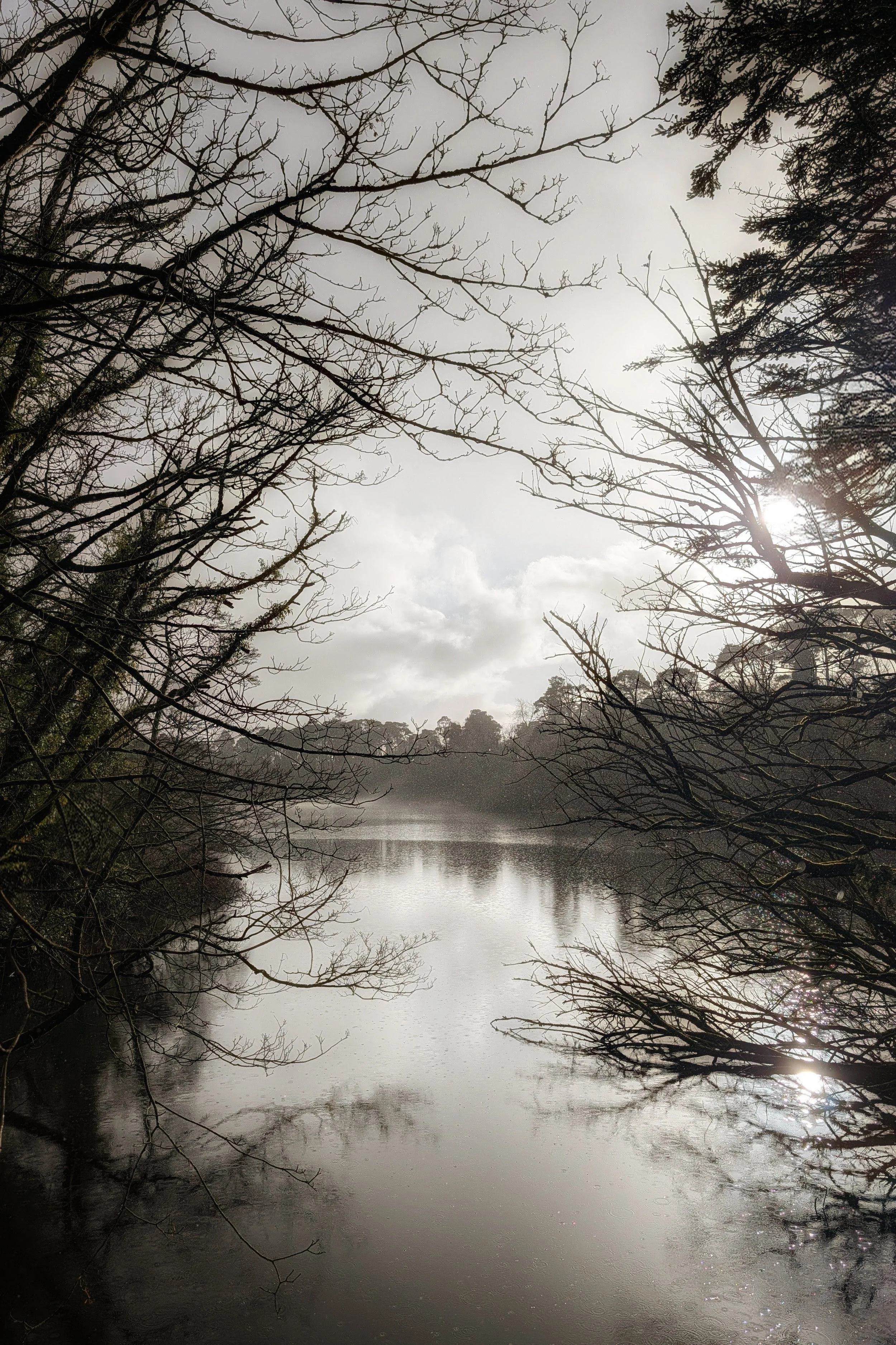 Silhouettes Against Silver