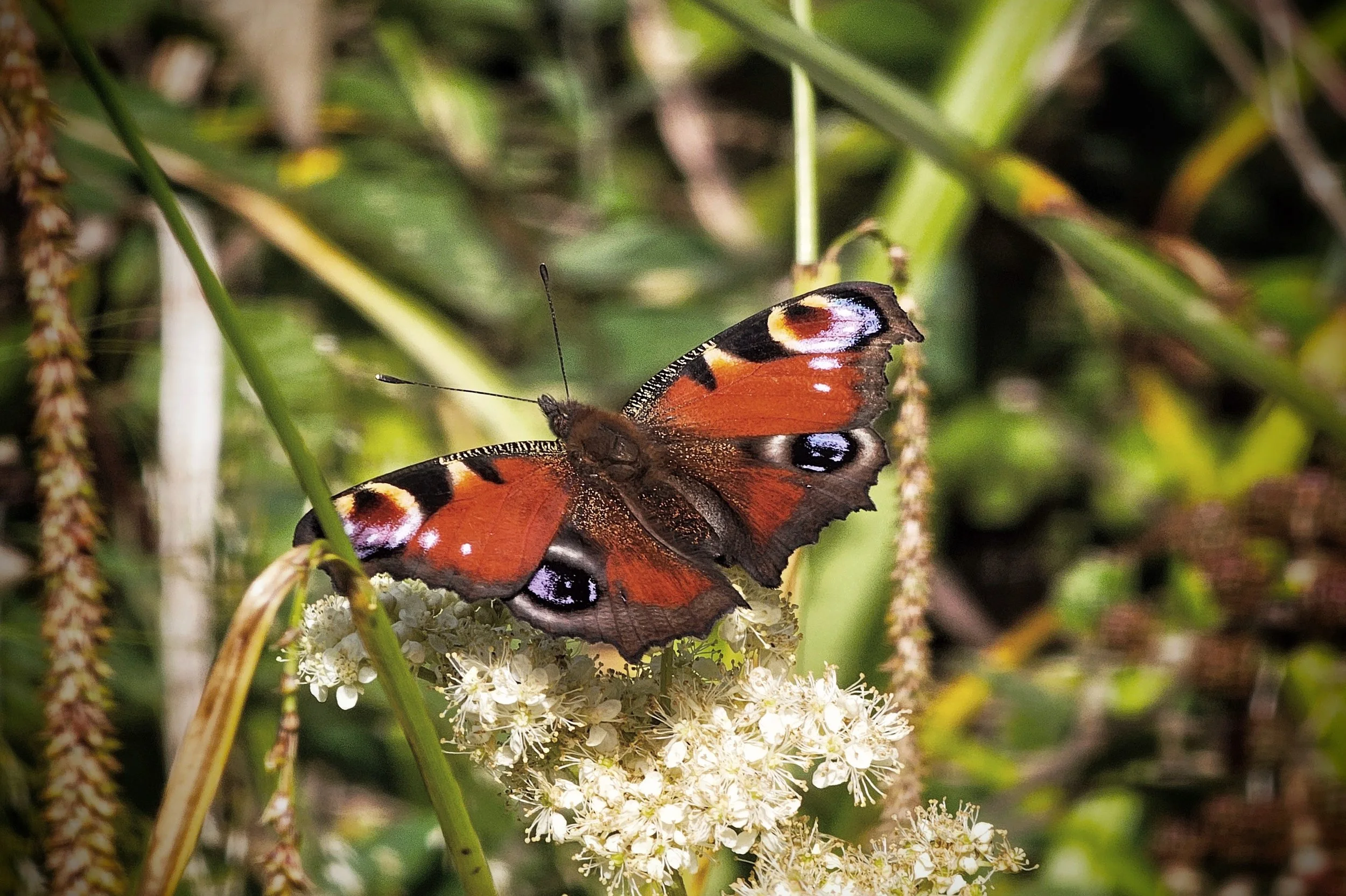 Butterflies and Moths