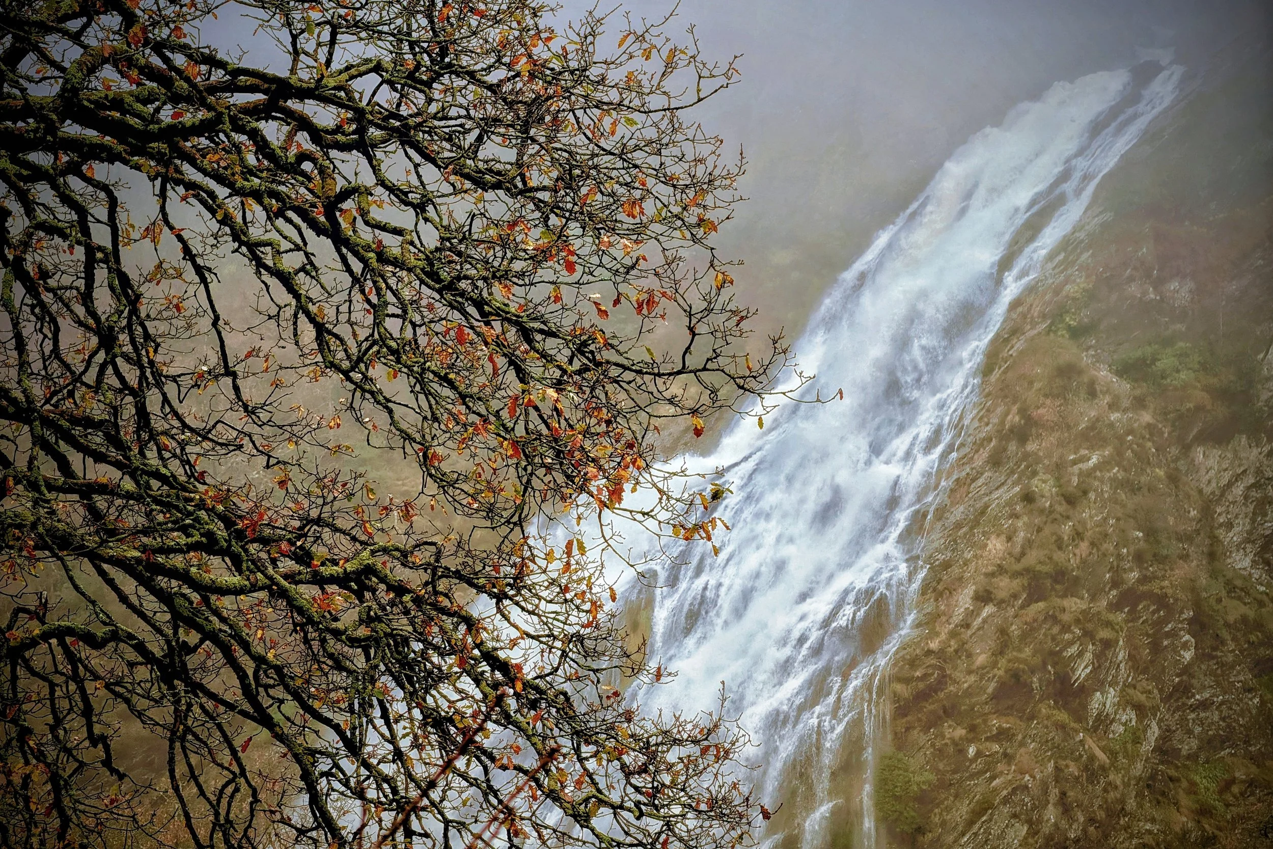 Wild Tree, Wild Water