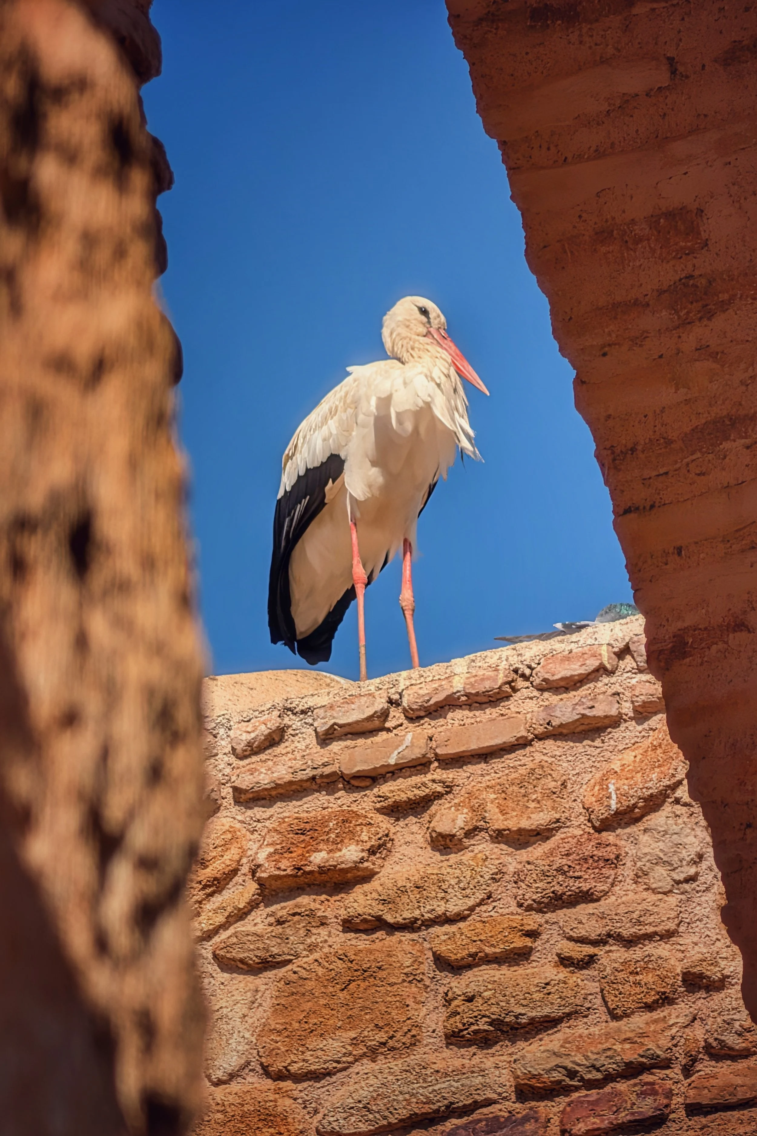 Framed Stork