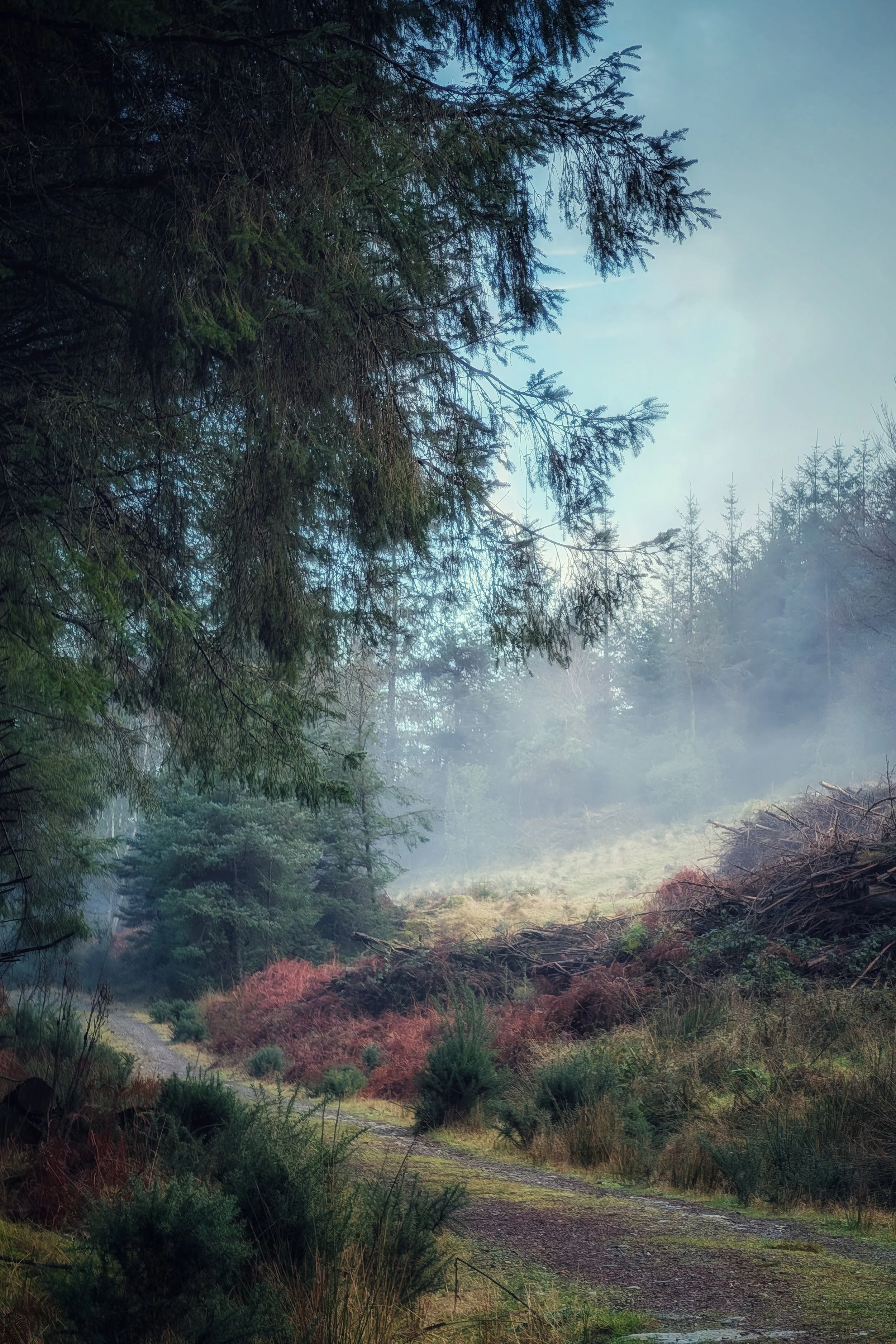 When the Mist Rolls In