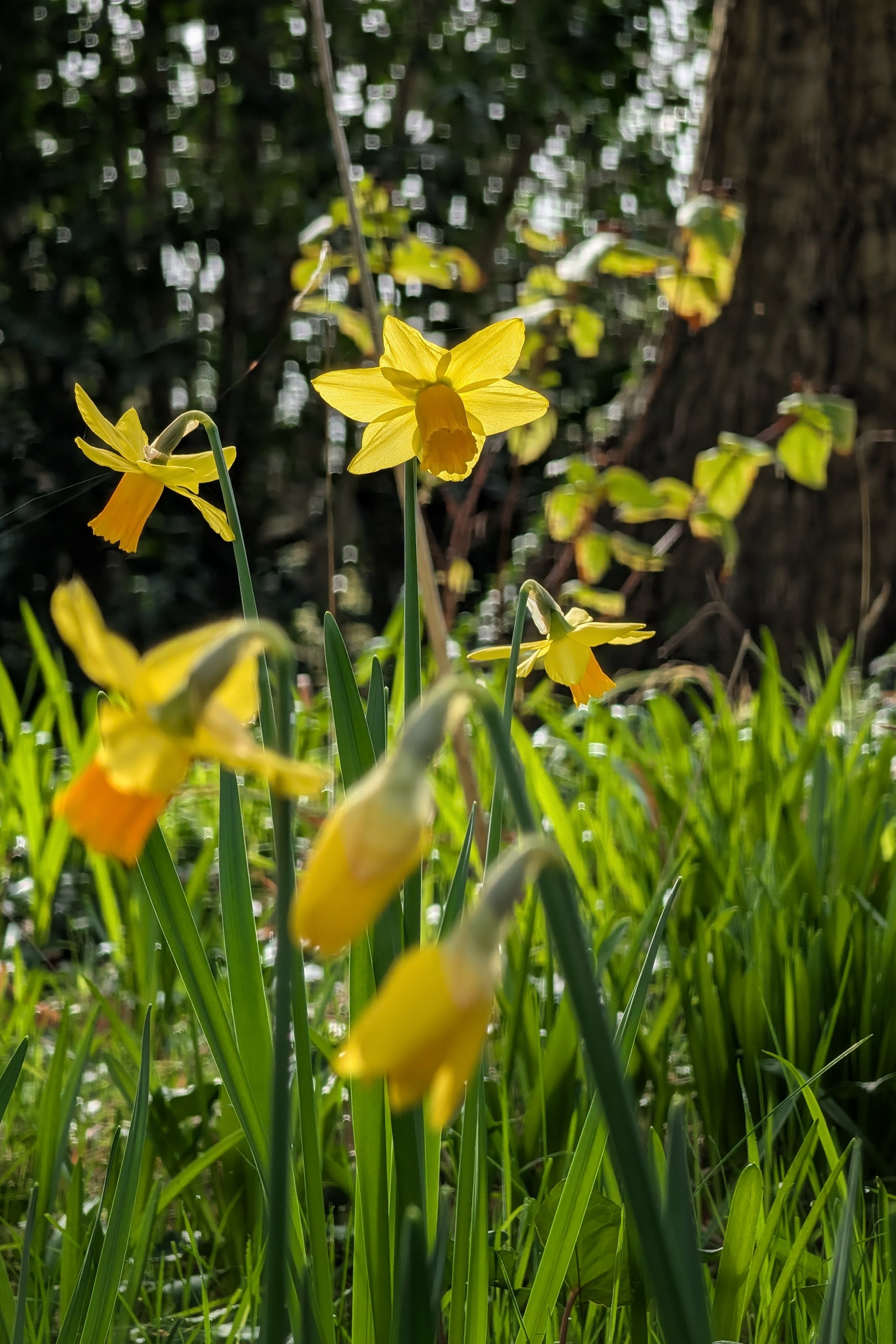 The Dance of the Daffodils