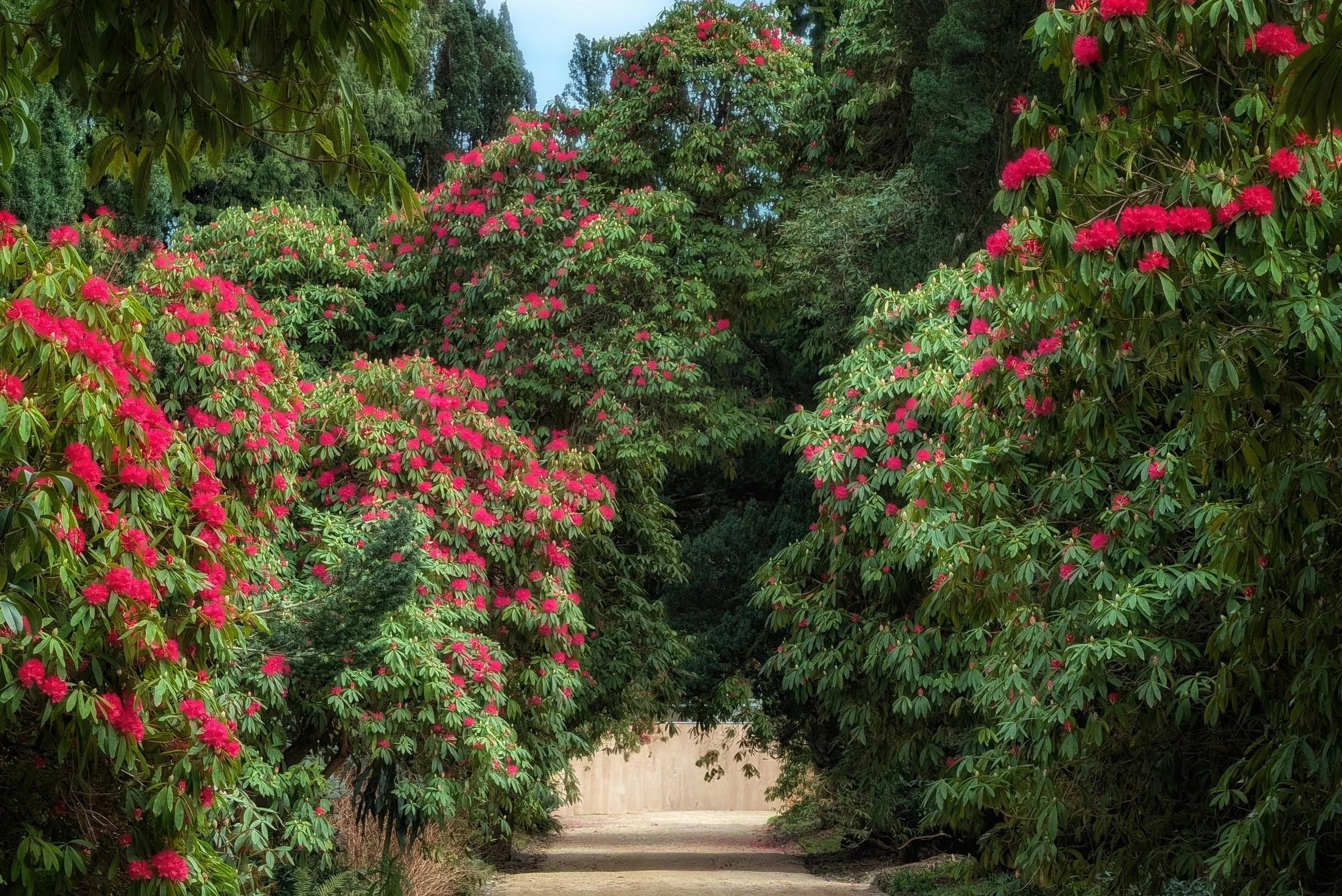 The Crimson Canopies of Kilmacurragh