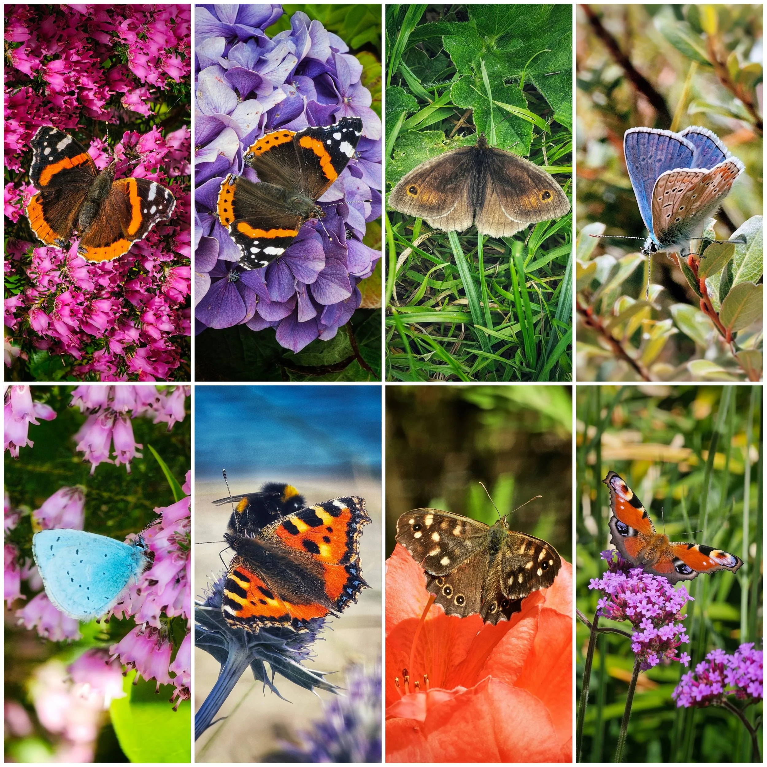 Butterfly Bliss – Digital Wallpaper Collection (no watermarks)