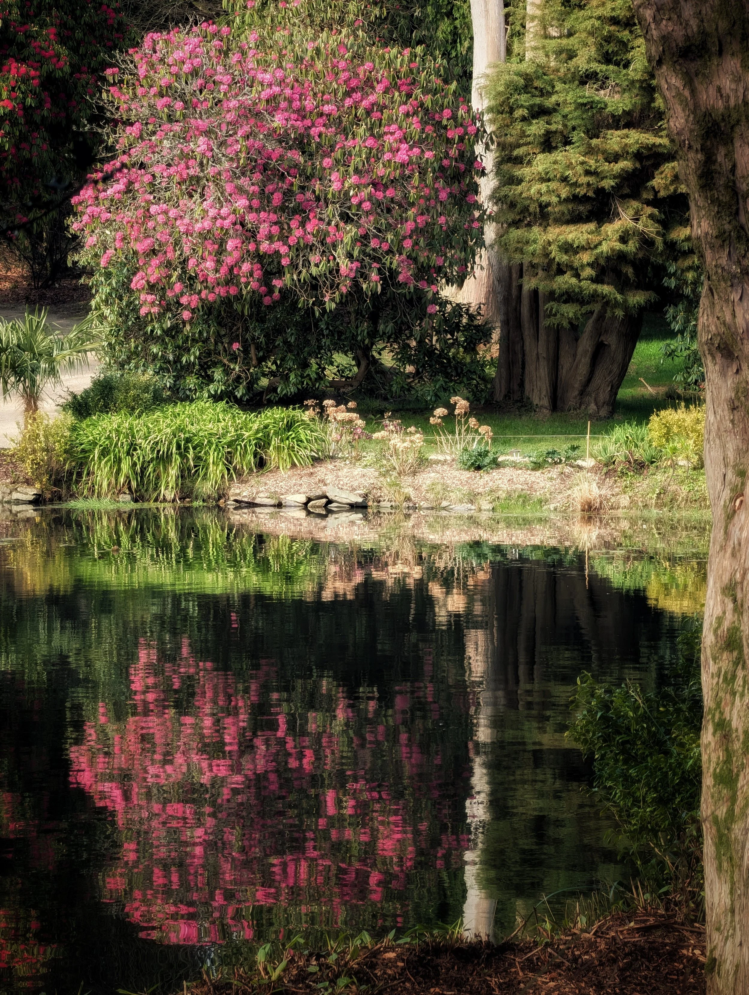 Pink Reflections — Pocket Ireland