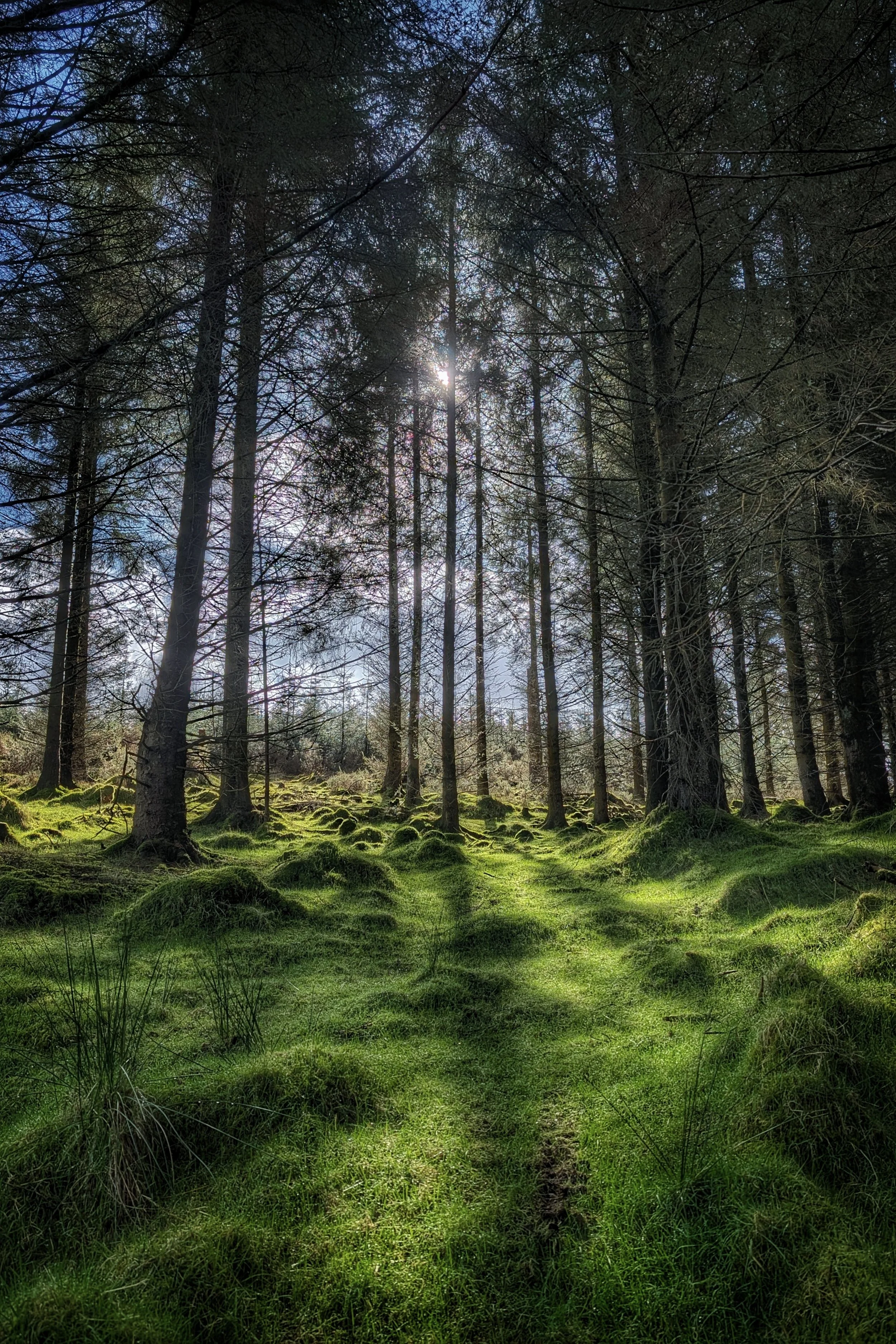 Ballinascorney Woods (Black Hill), County Dublin