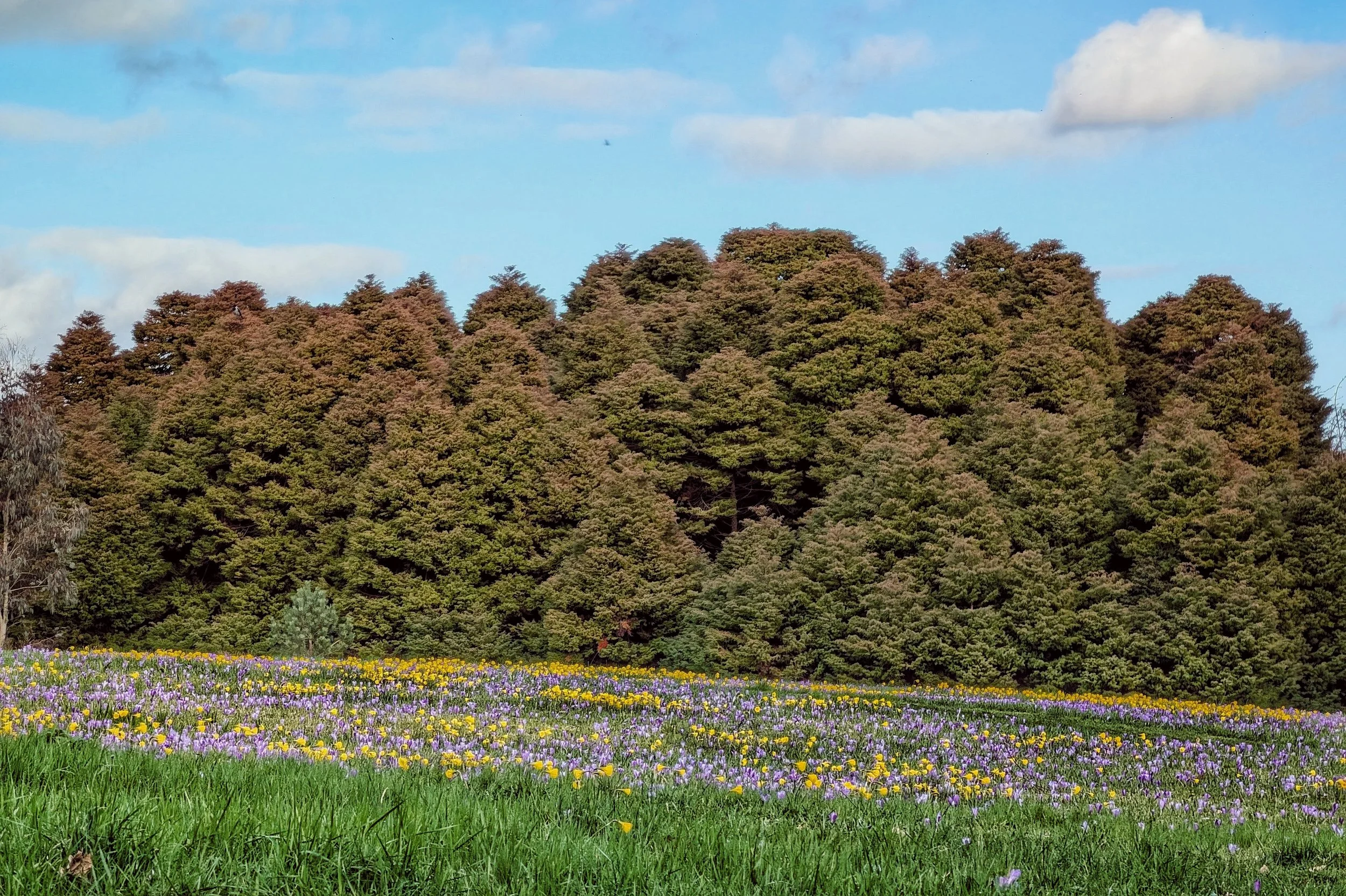 Springtime Meadow — Pocket Ireland