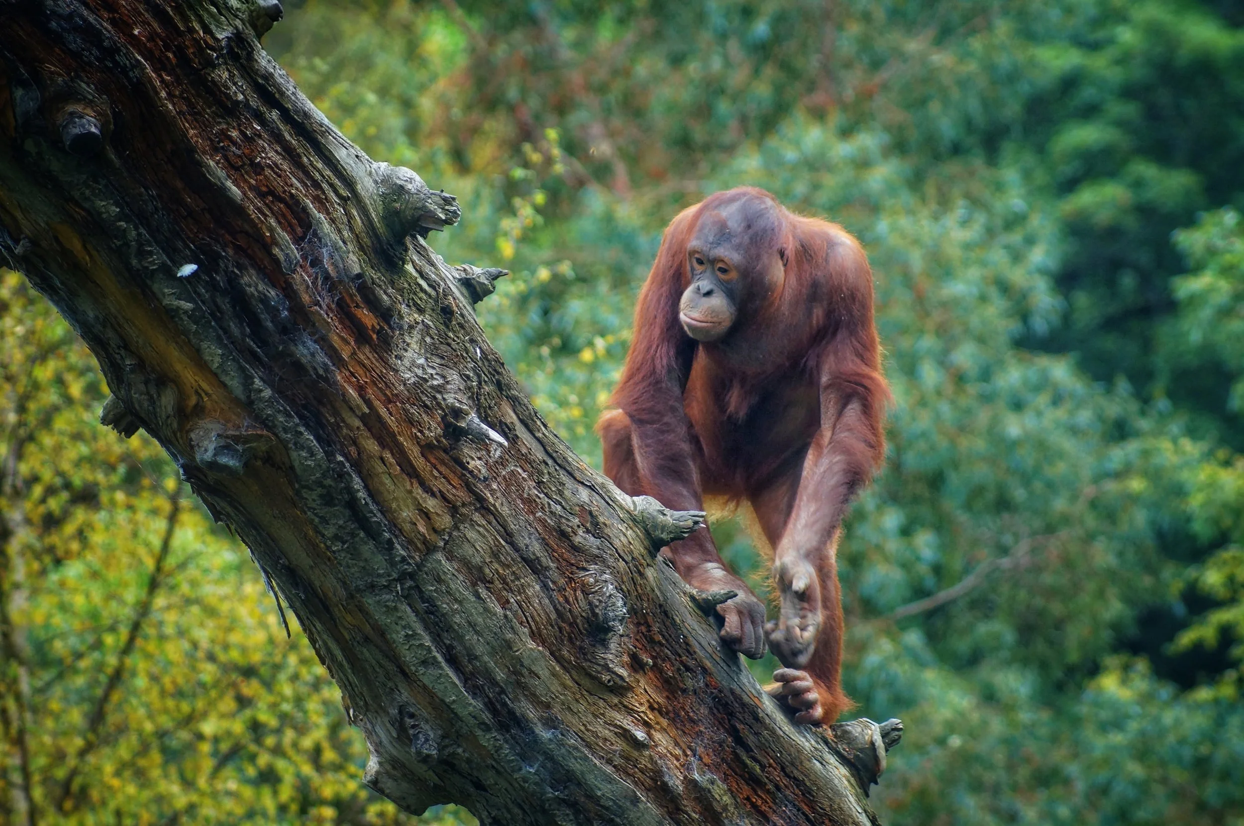 Dublin Zoo (21)~2.JPG