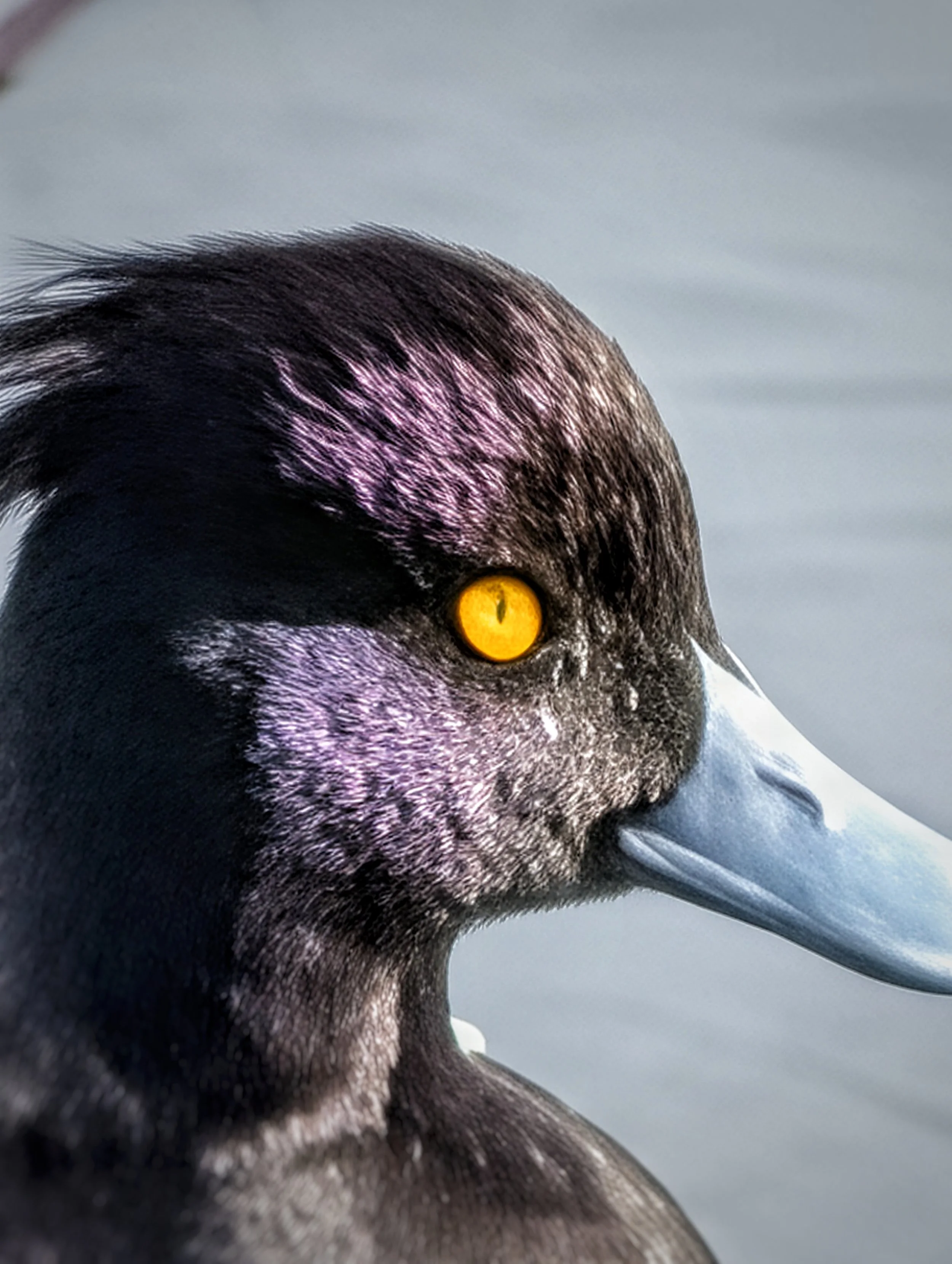 Tufted Duck At Castletown House