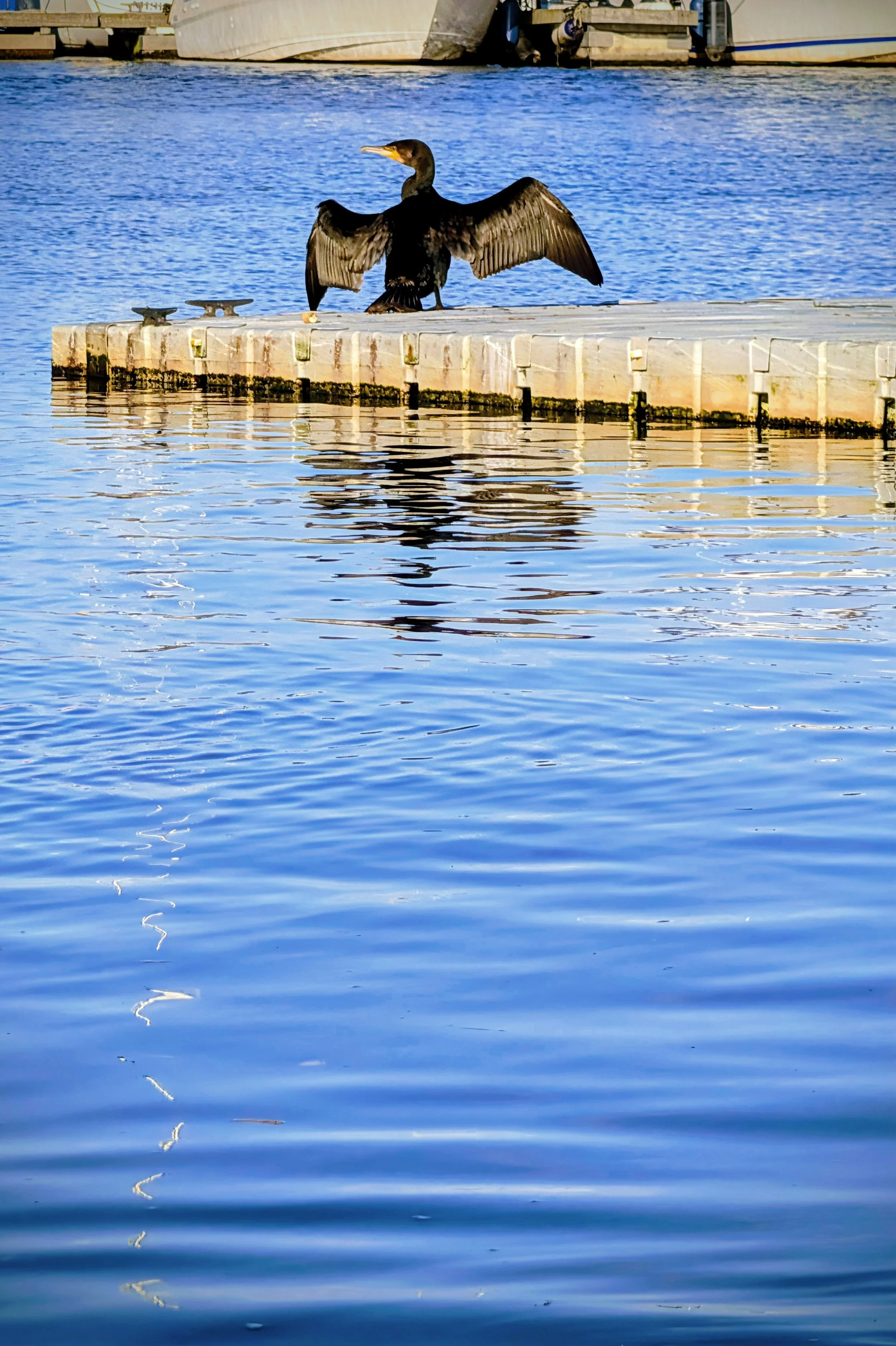 The Cormorant’s Stretch