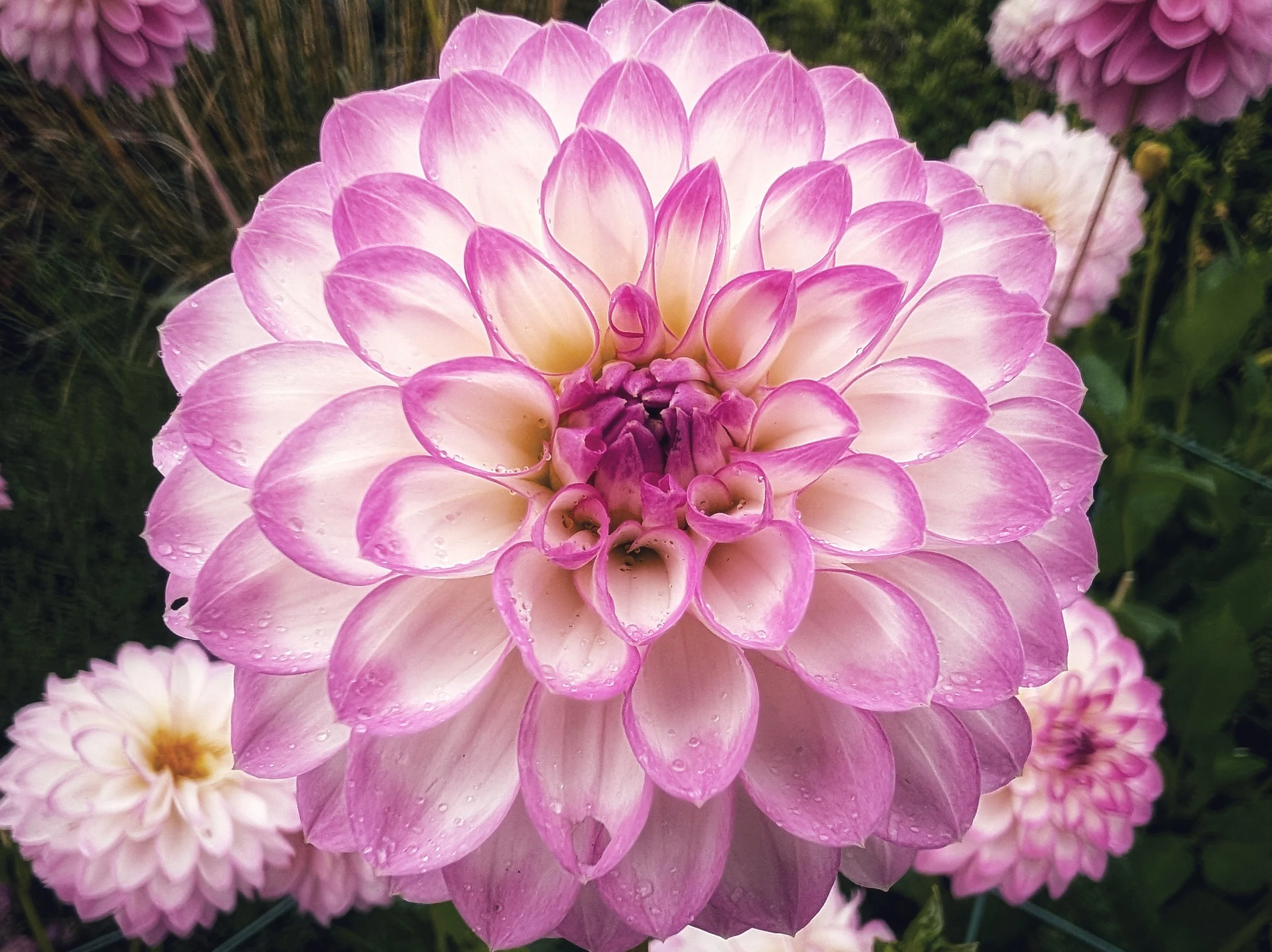 PXL_20250901_110727768 (1).jpg