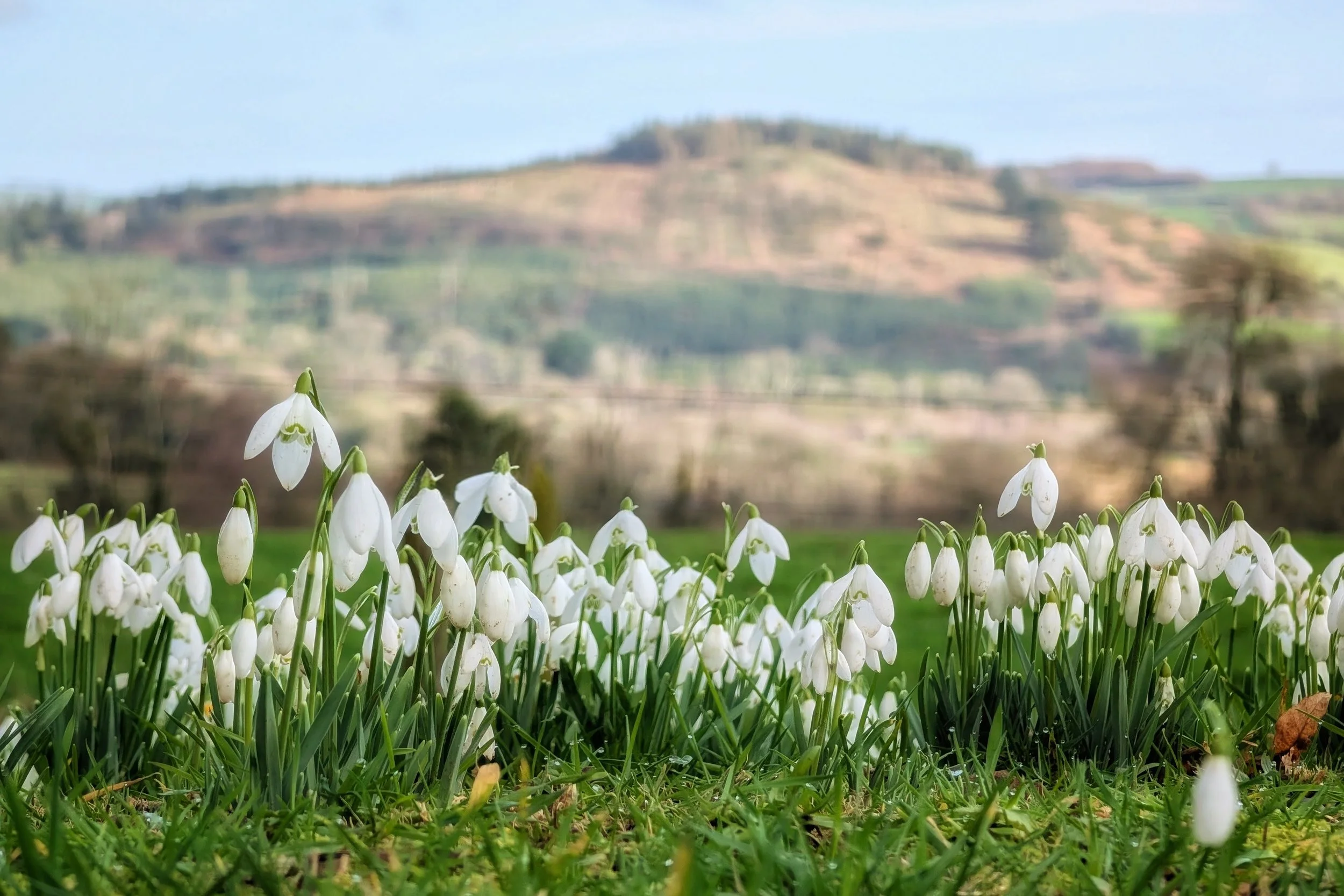 Snowdrops at Kilmacurragh Gardens