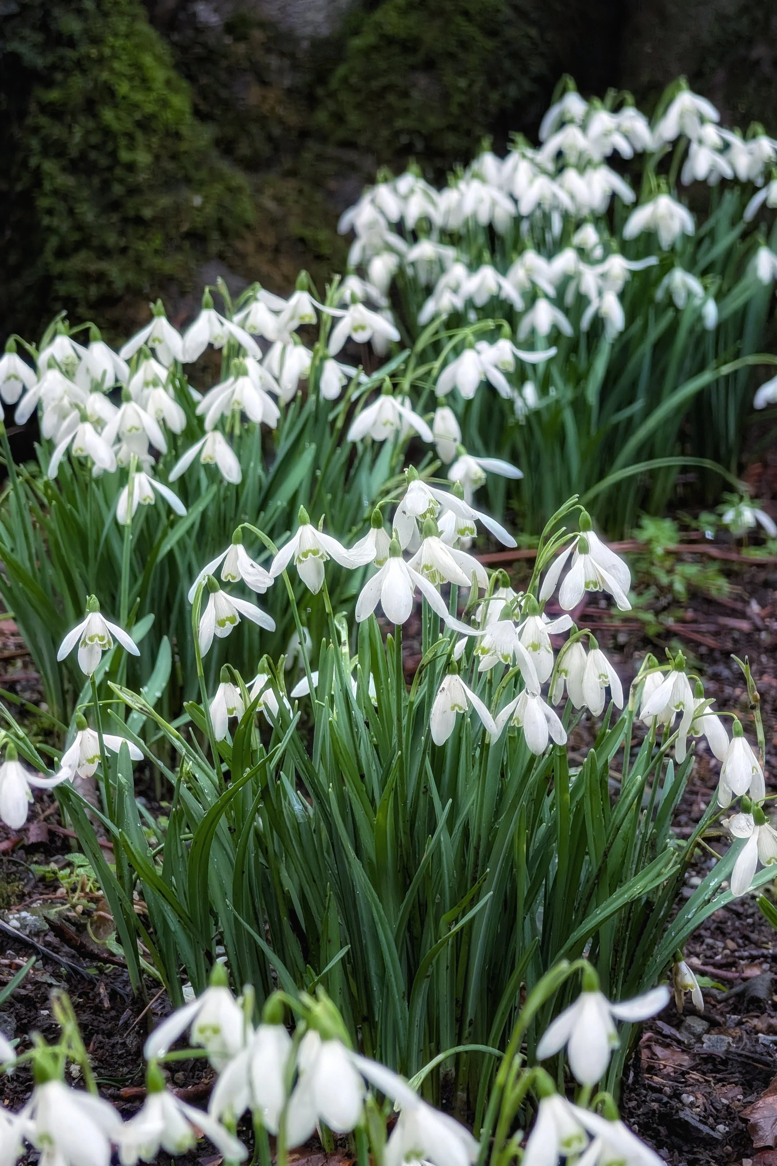 Delicate Bells Ring In Spring