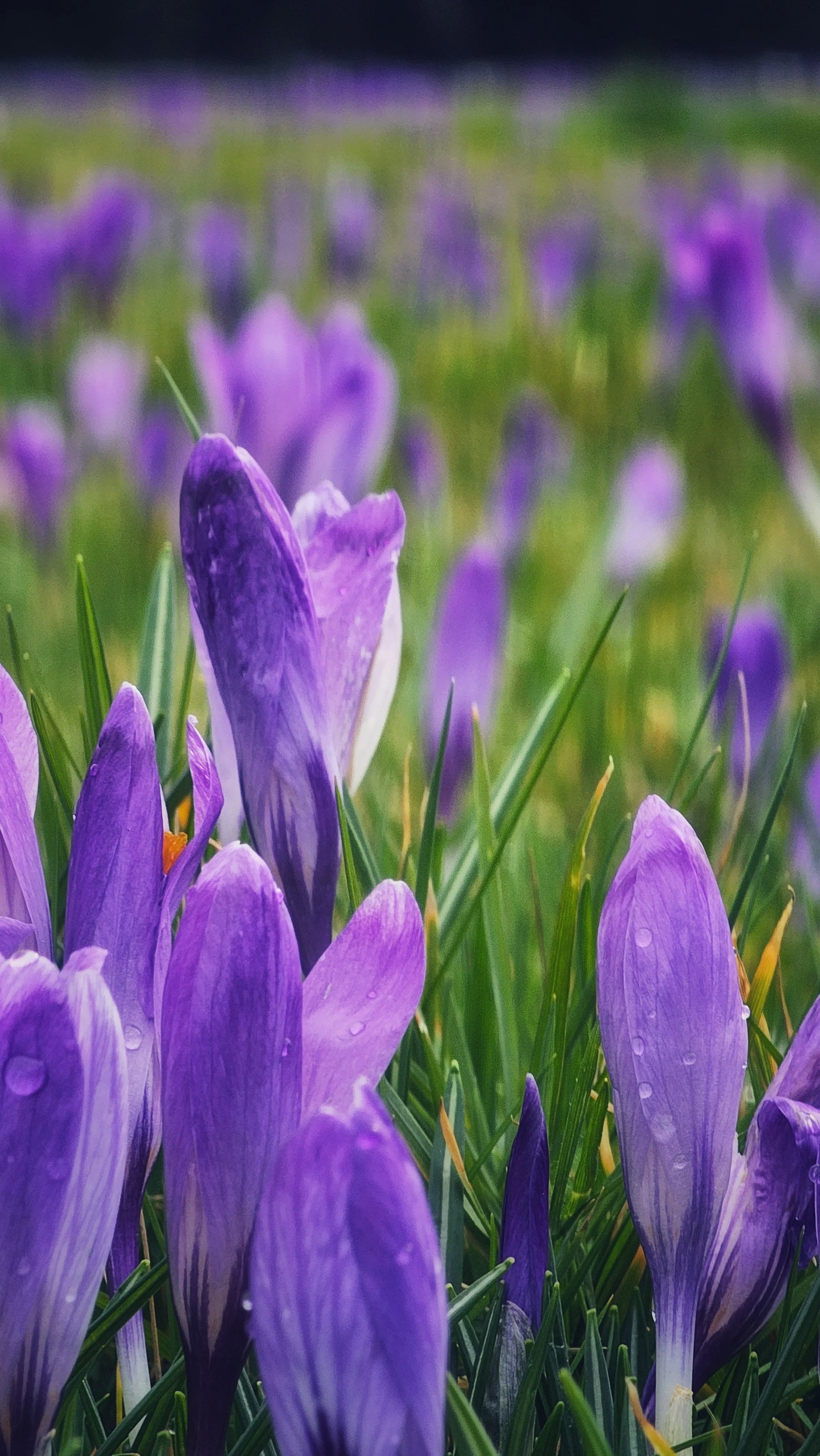 1 Year Ago: Crocus Pocus