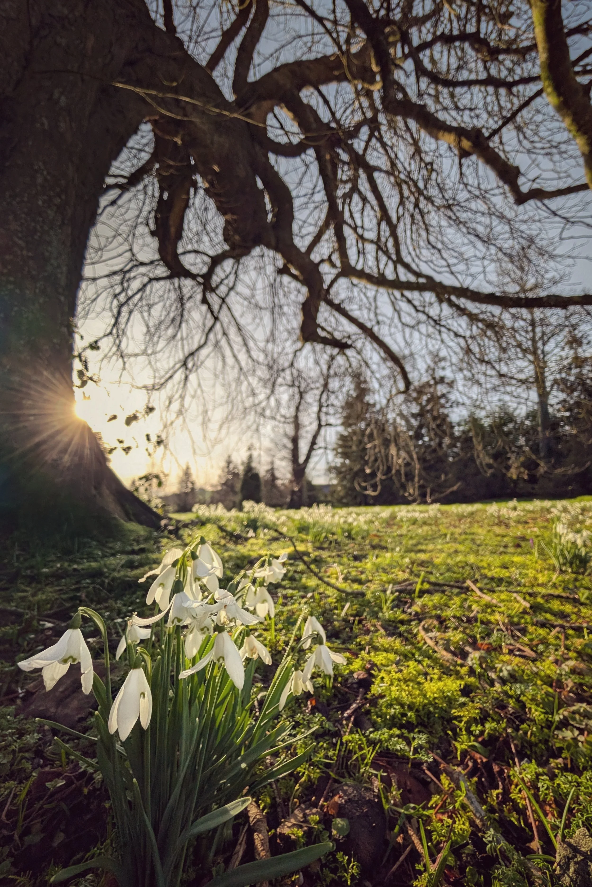 Golden Hour Among the Snowdrops