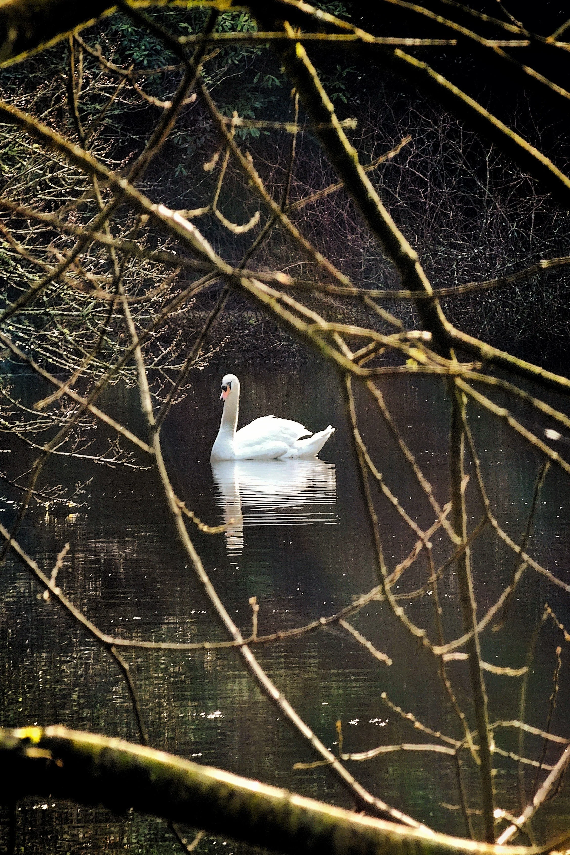 1 Year Ago: Swan Through the Branches